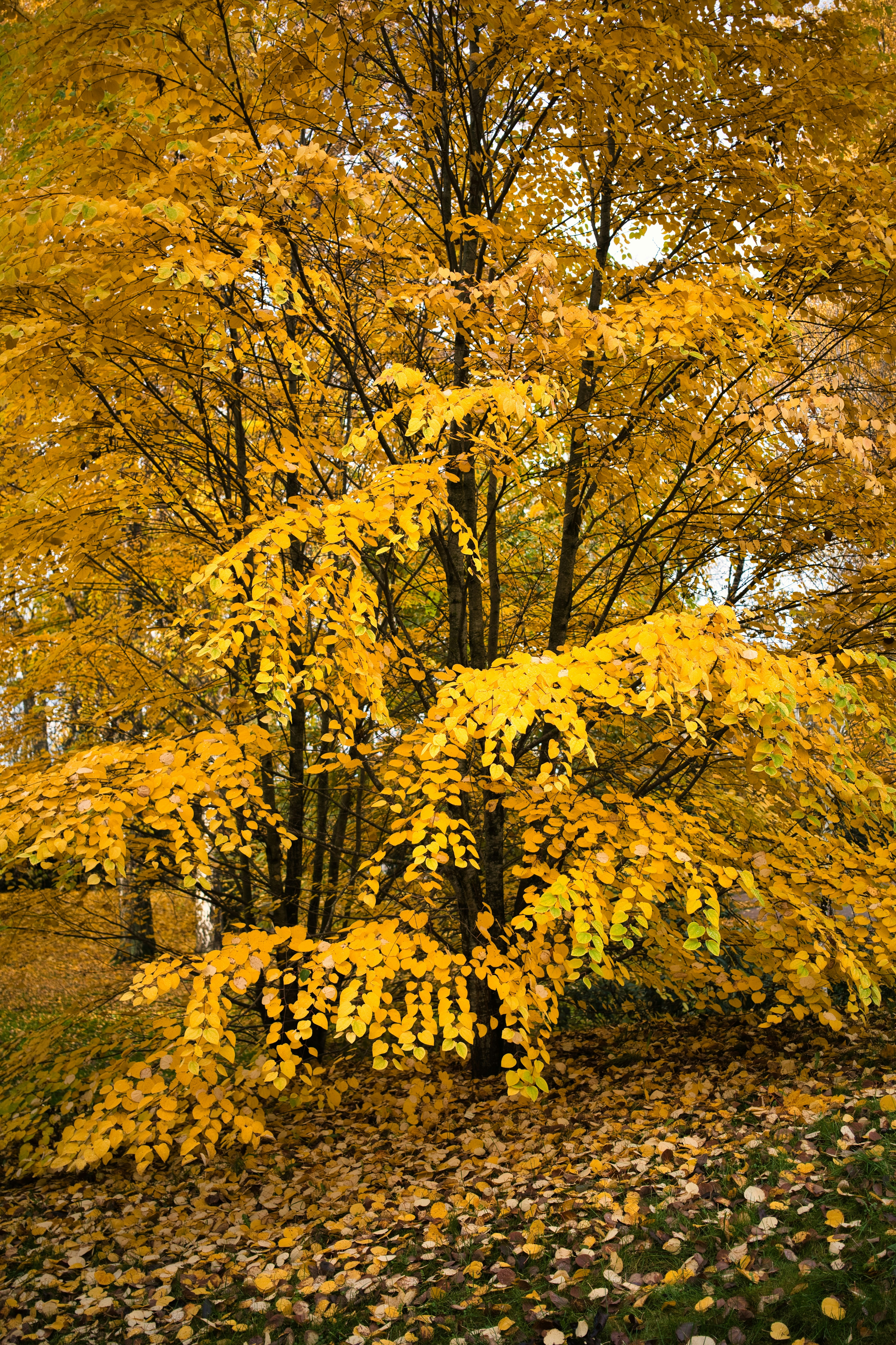Bog Walking and Forest Bathing: Soomaa National Park