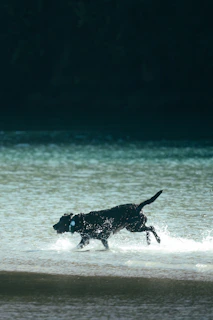 A black dog running through shallow water