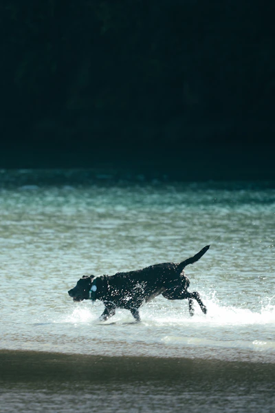A black dog running through shallow water