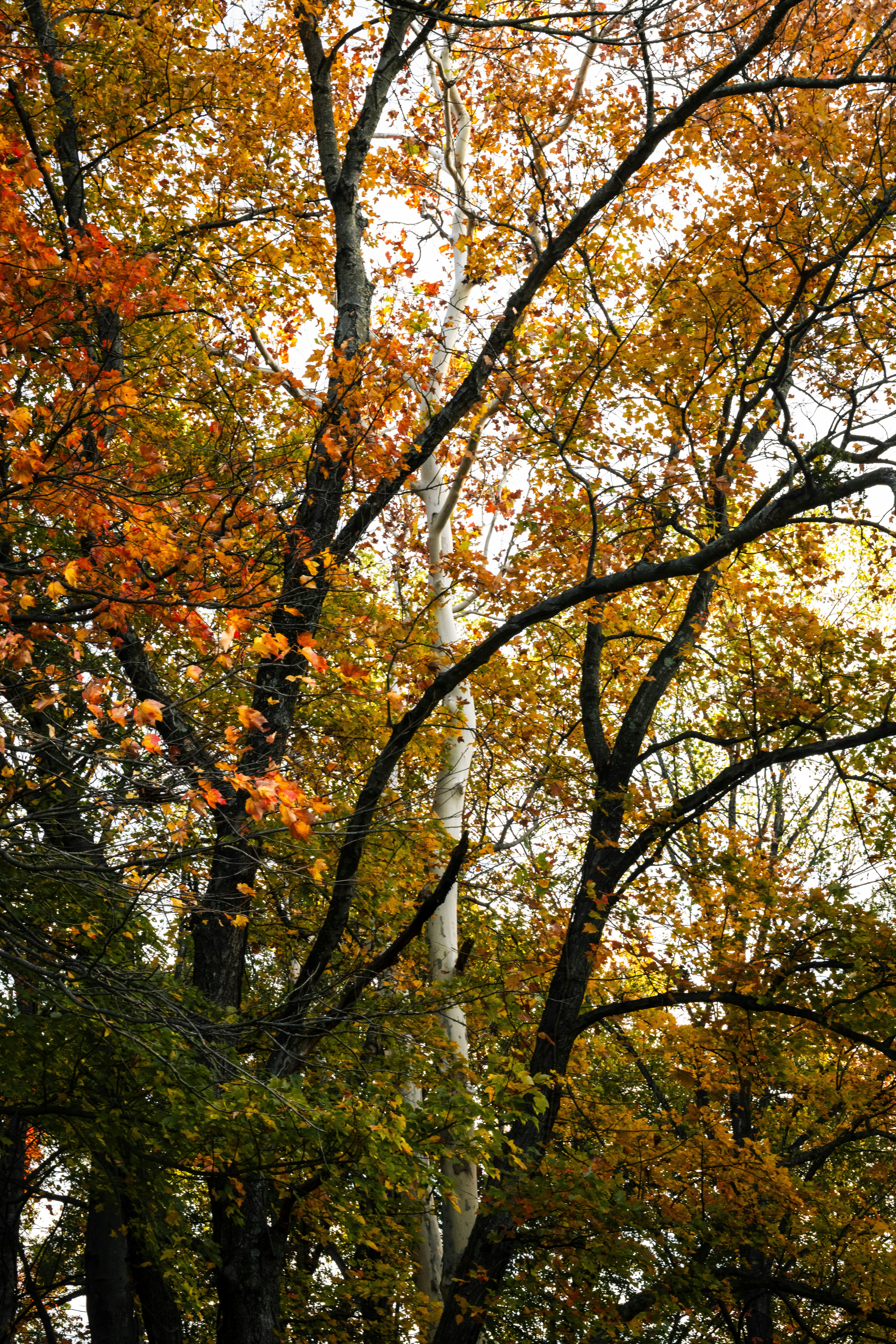 Photo by sriniunsplash