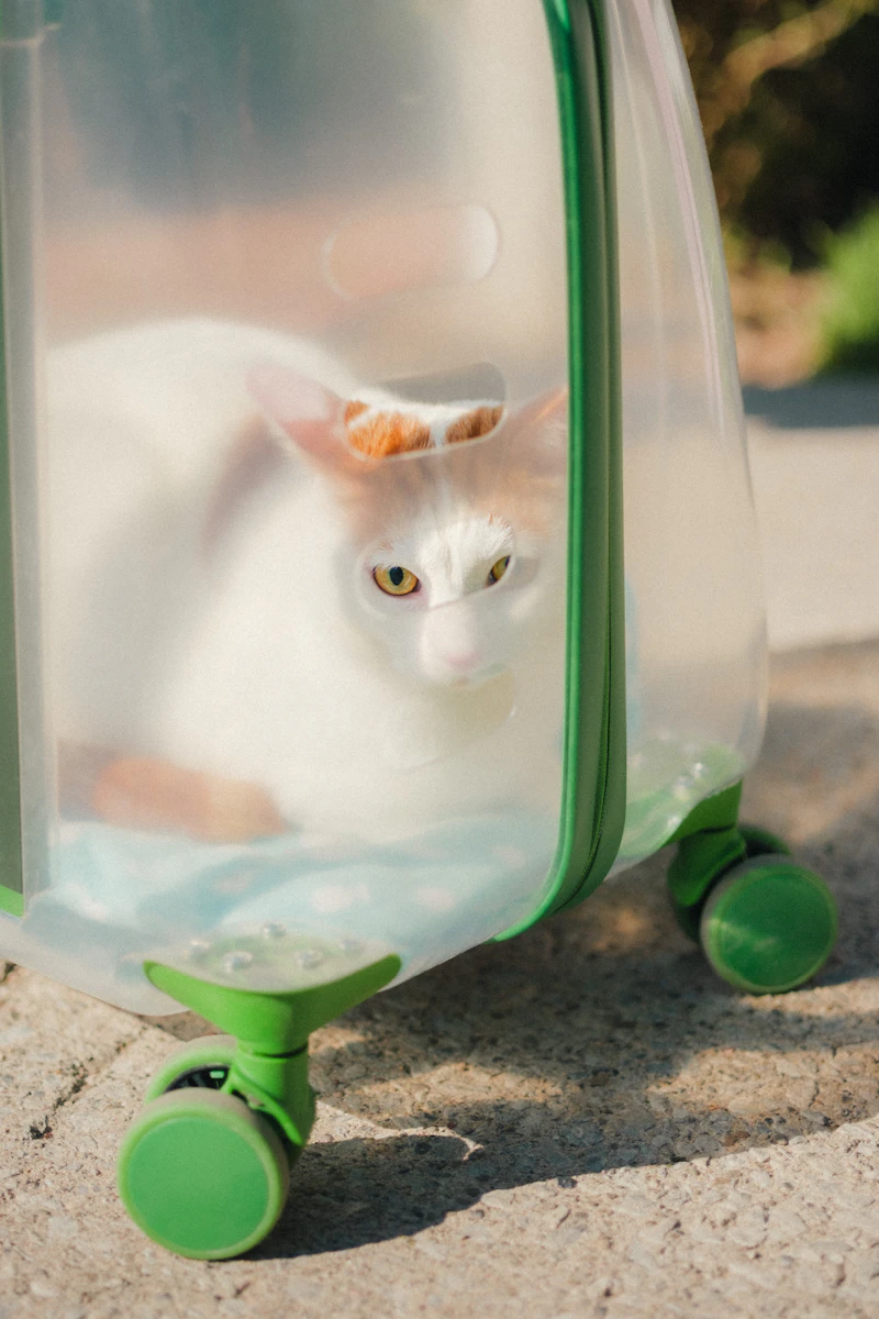 Cats carriers