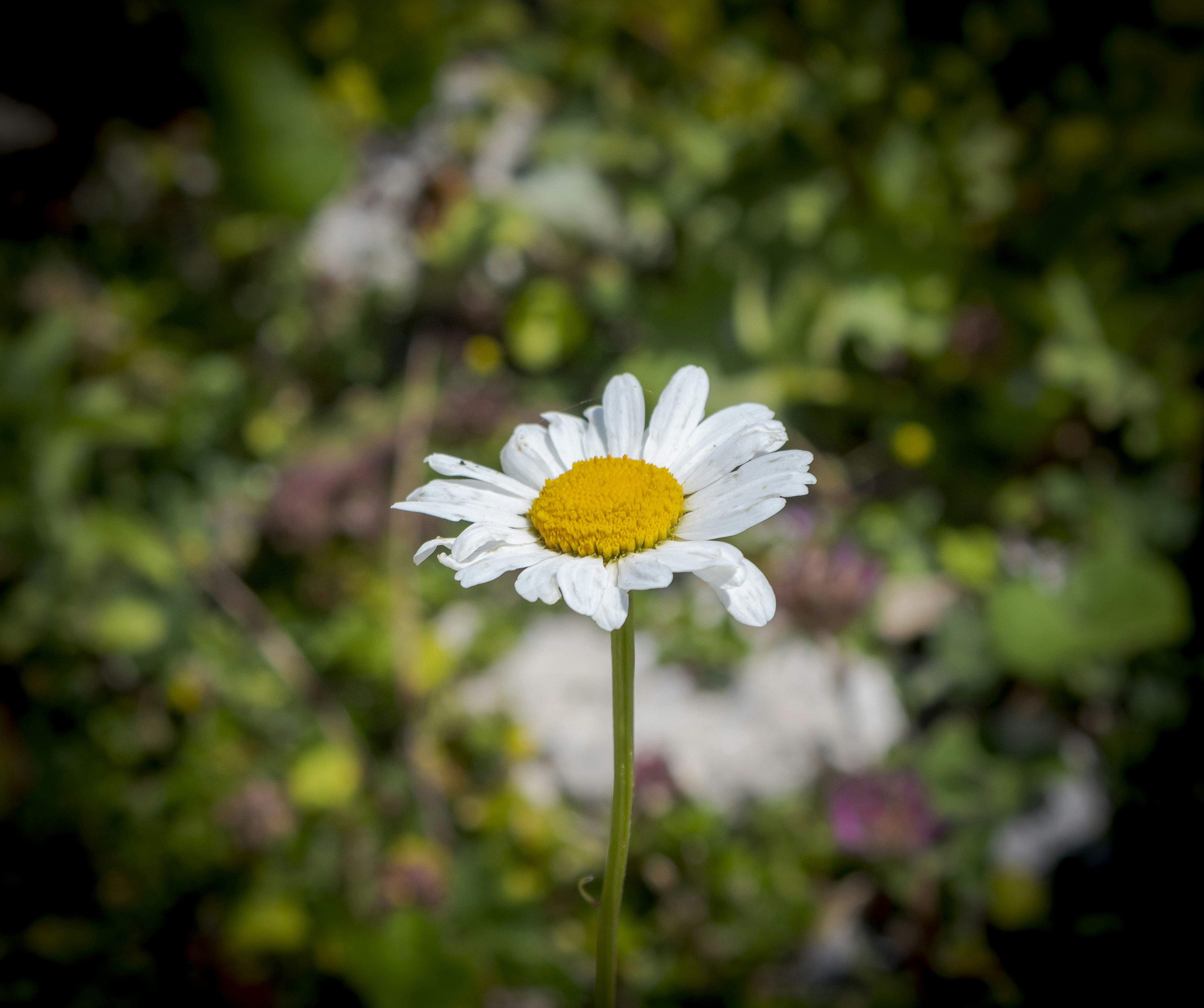 Photo by sporisevicphotography