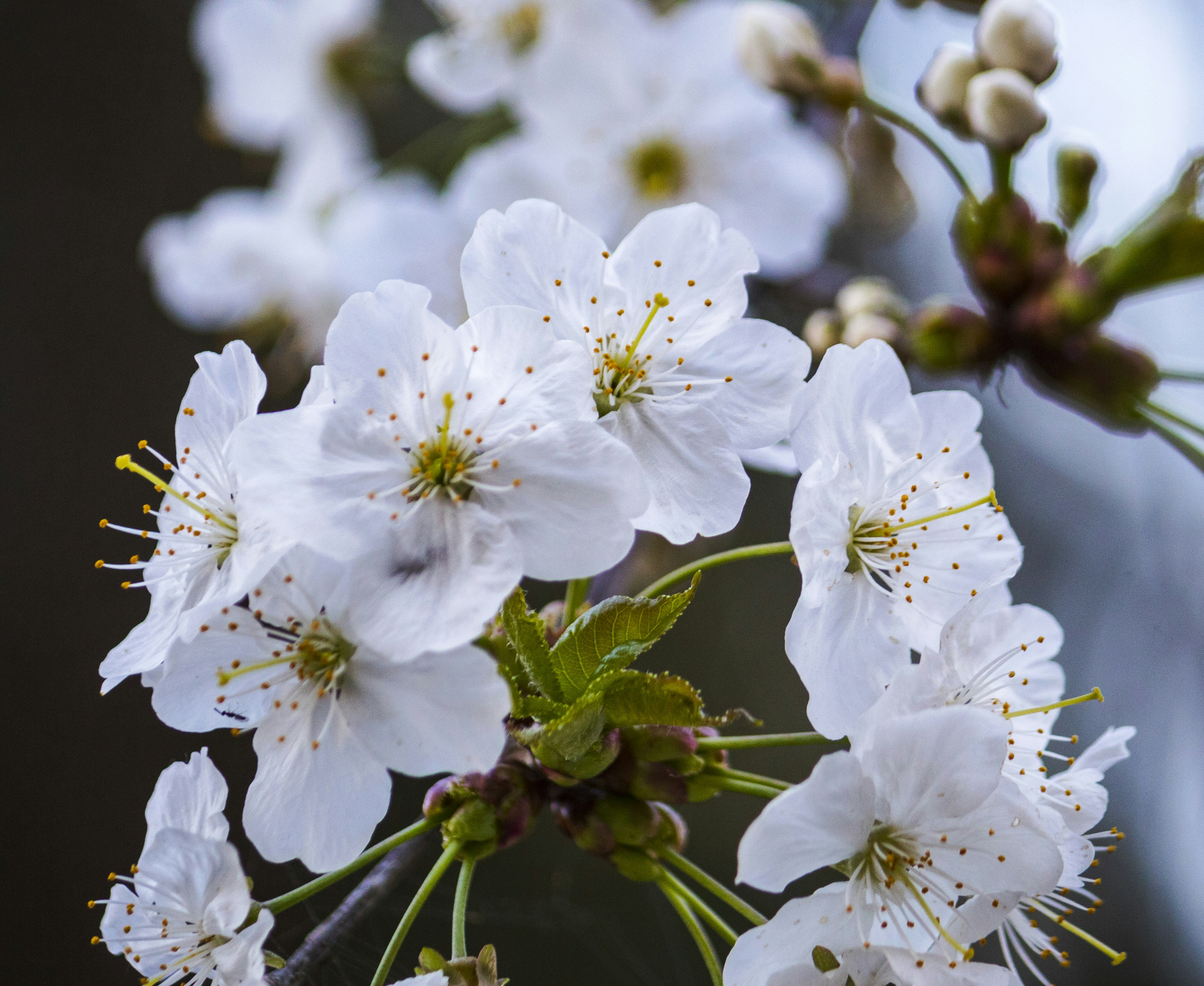 Photo by sporisevicphotography