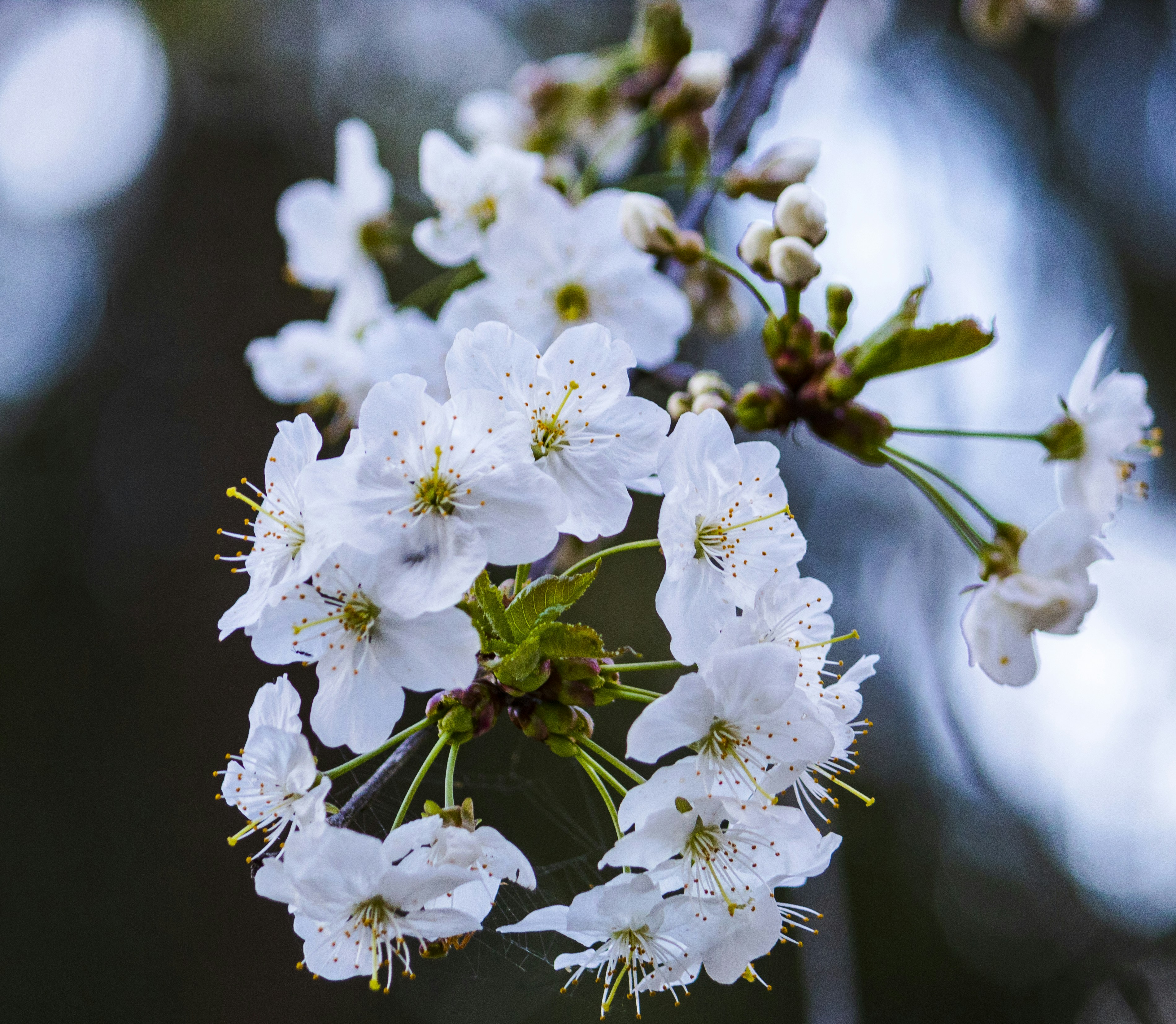 Photo by sporisevicphotography