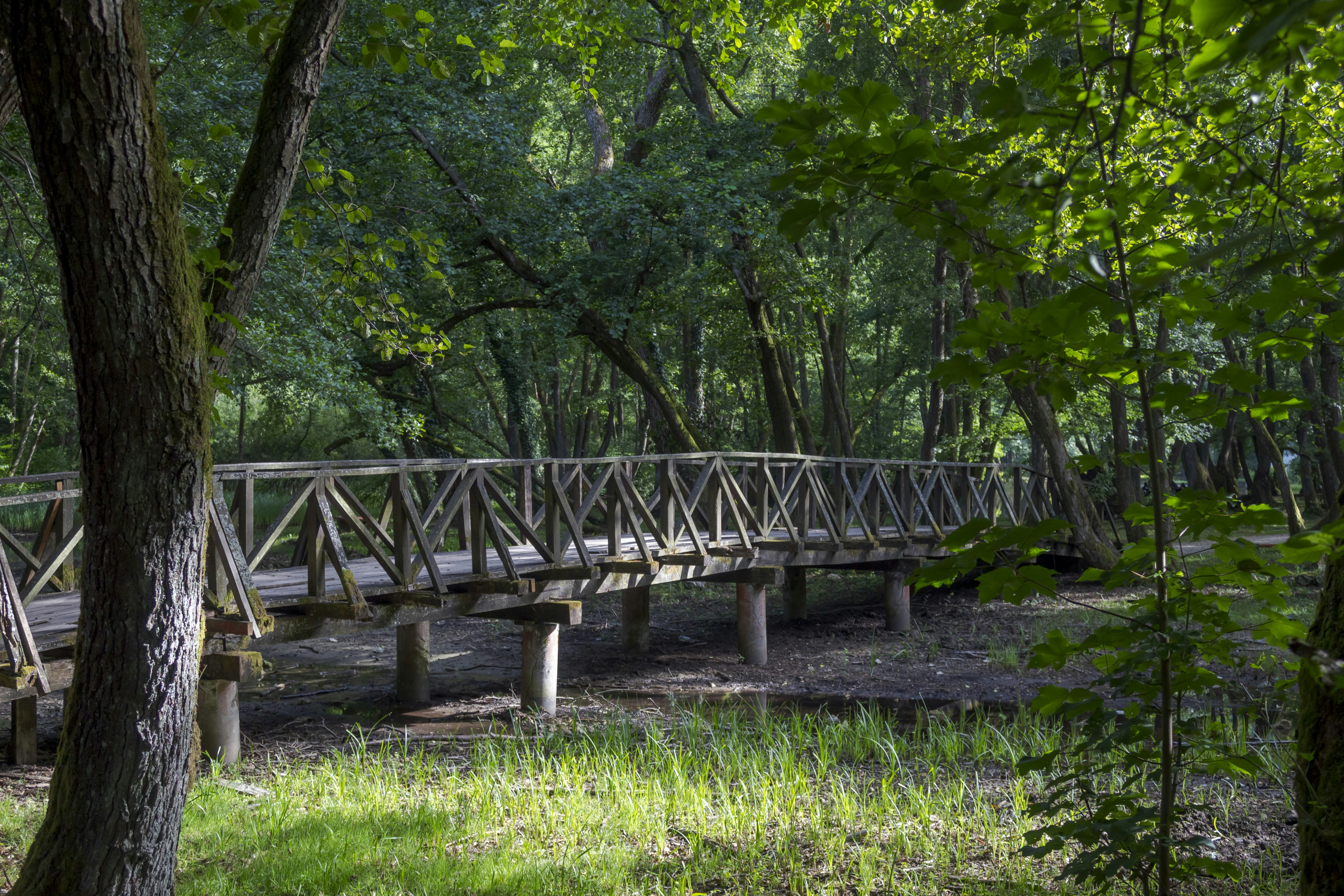 Wooden bridge in a lush green forest