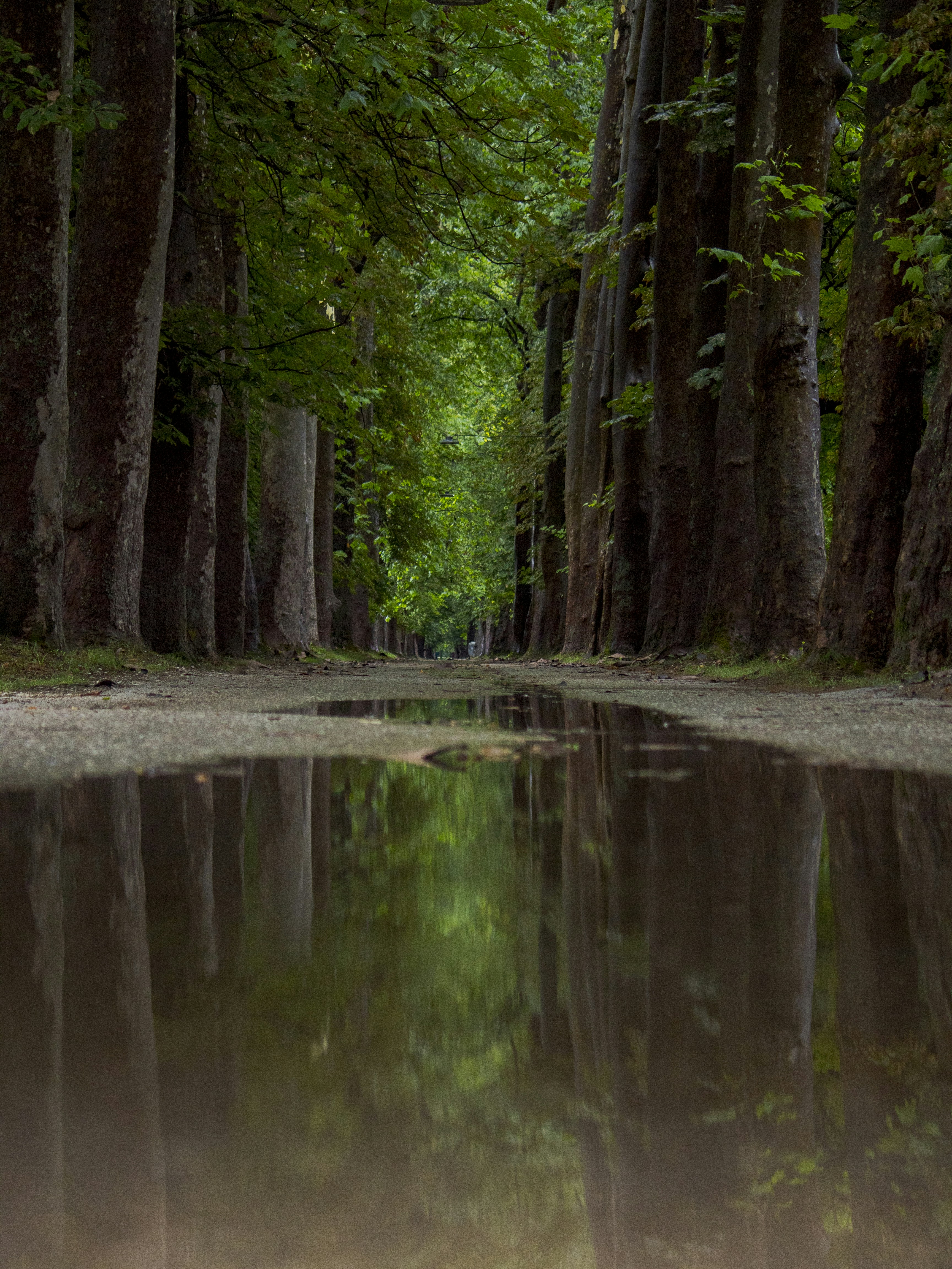 A reflection in a puddle on a tree-lined path.