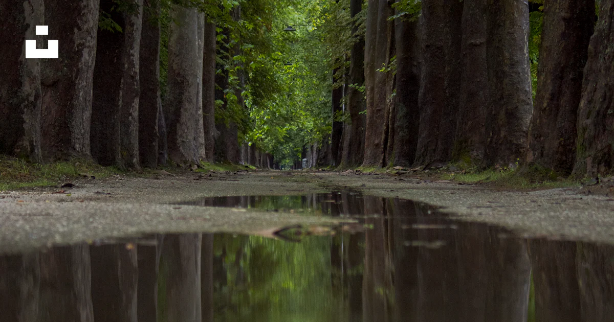 Path Forward Reflection A reflection in a puddle on a tree-lined path. photo – Free Forest ...