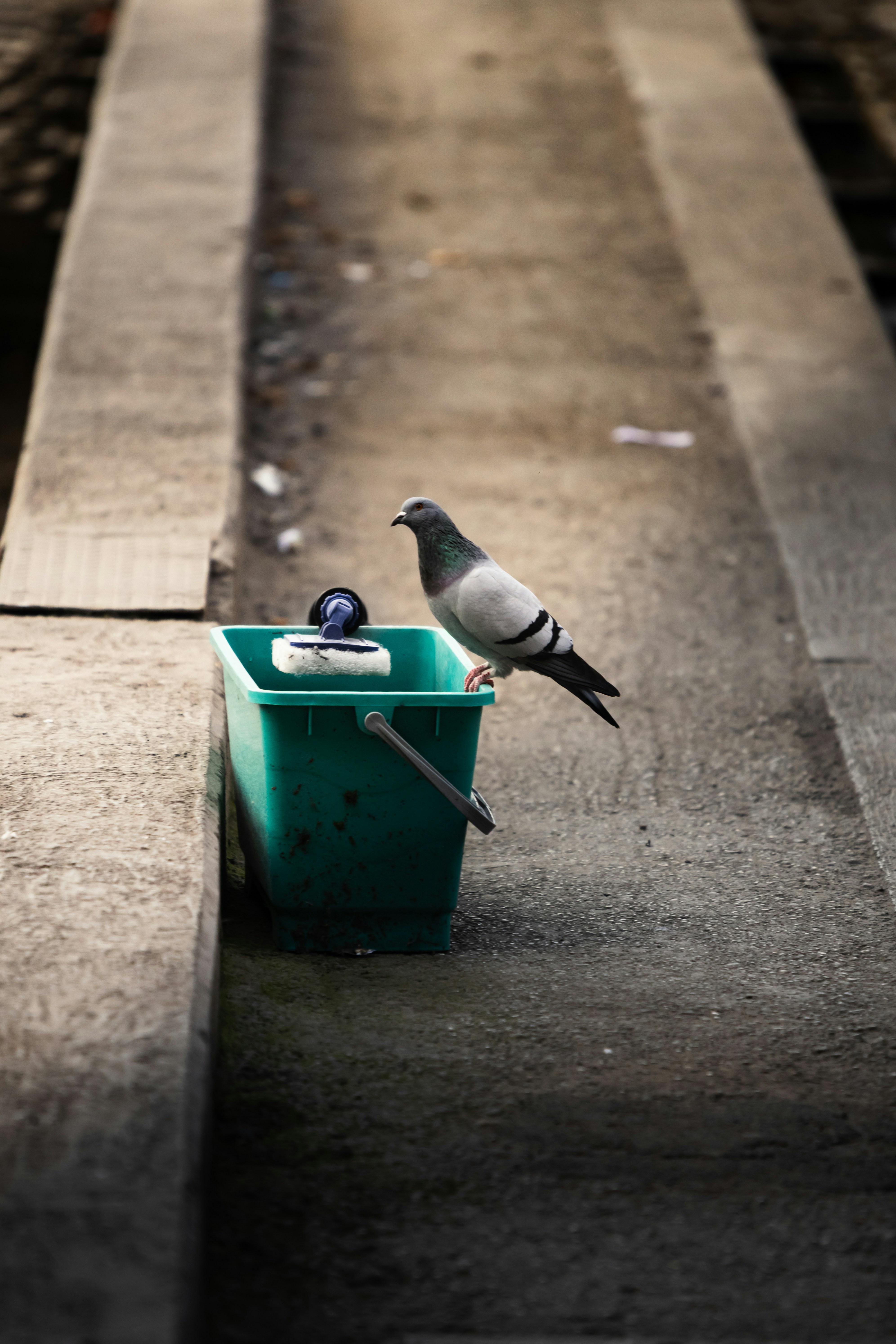 A pigeon perched on a green bucket.
