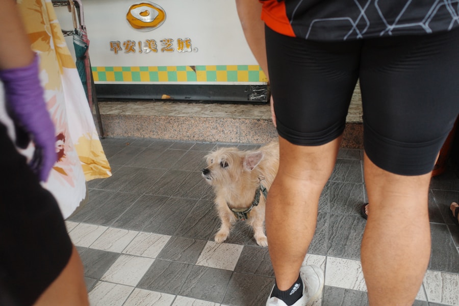 Luxating Patella in Dogs: Grades, Symptoms, Surgery and Cost