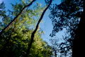Looking up through sunlit green trees towards blue sky