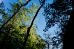 Looking up through sunlit green trees towards blue sky