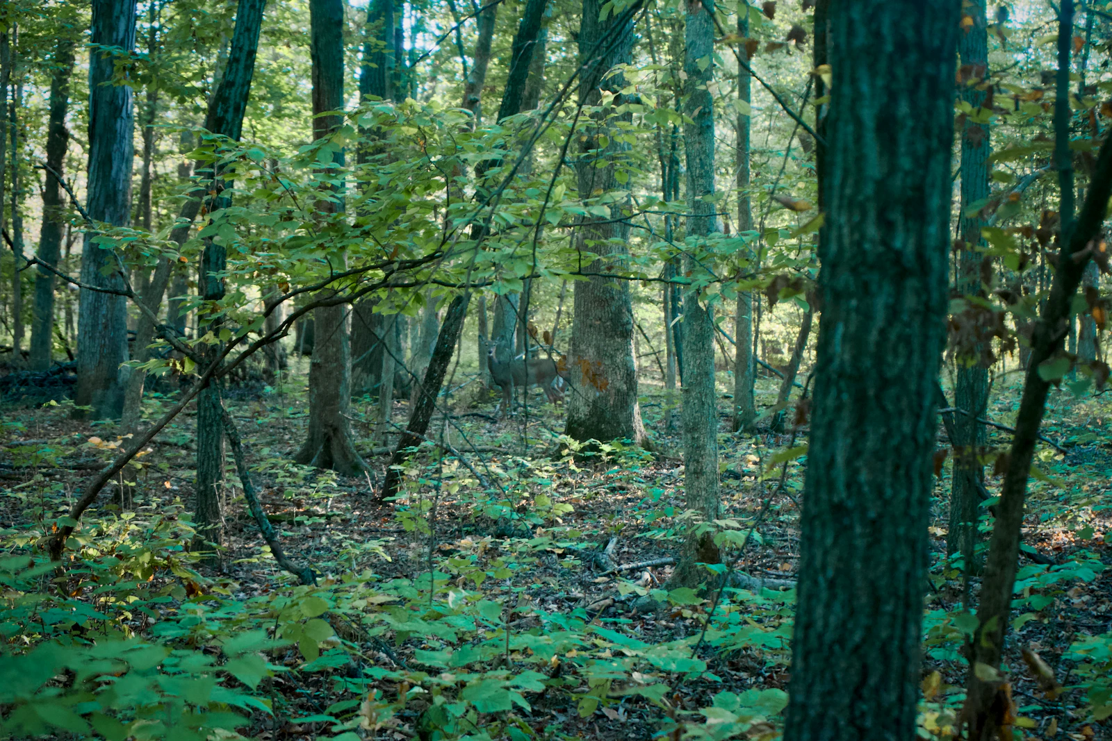 Sunlight filtering through a green forest