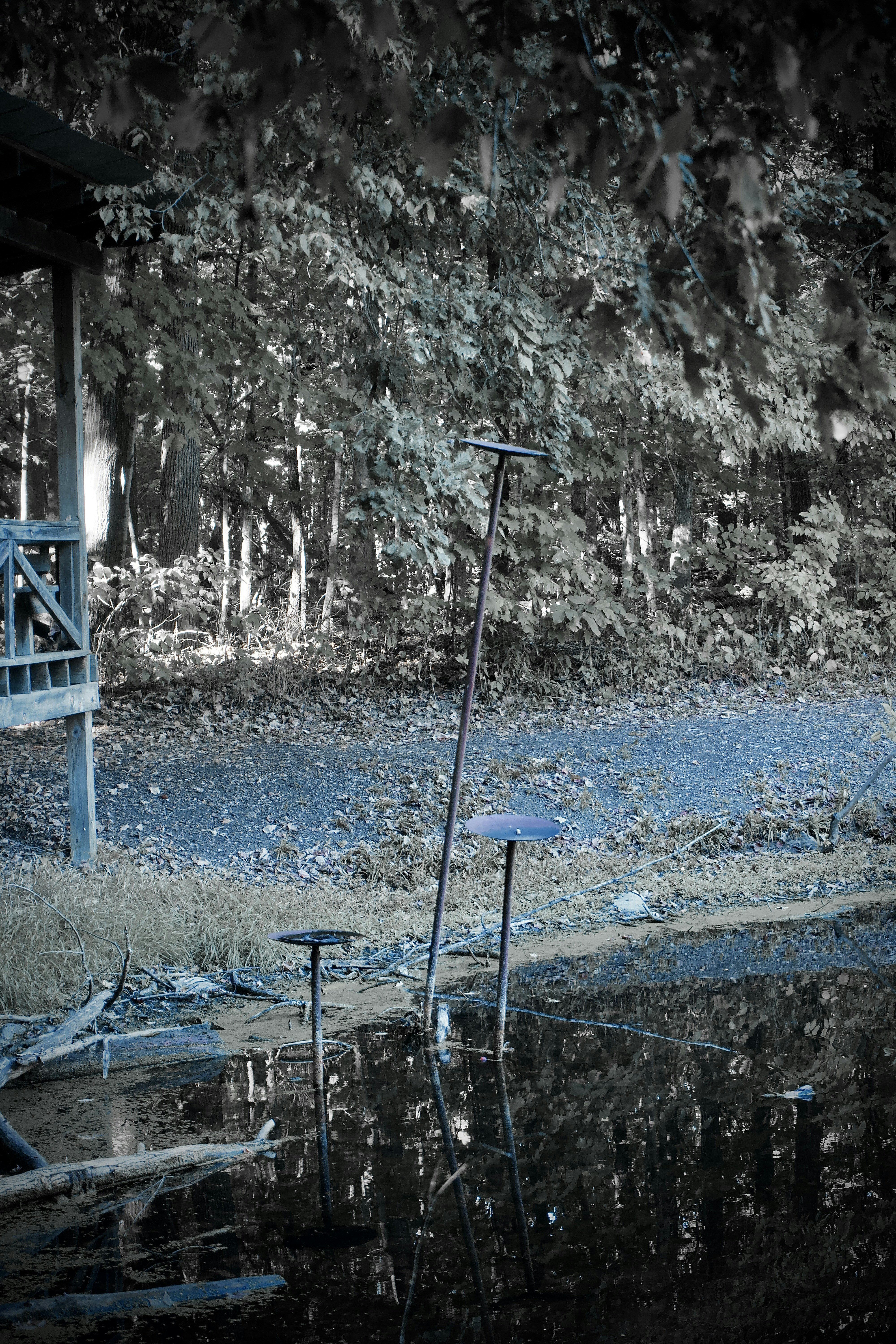 Two bird feeders stand in a shallow pool.