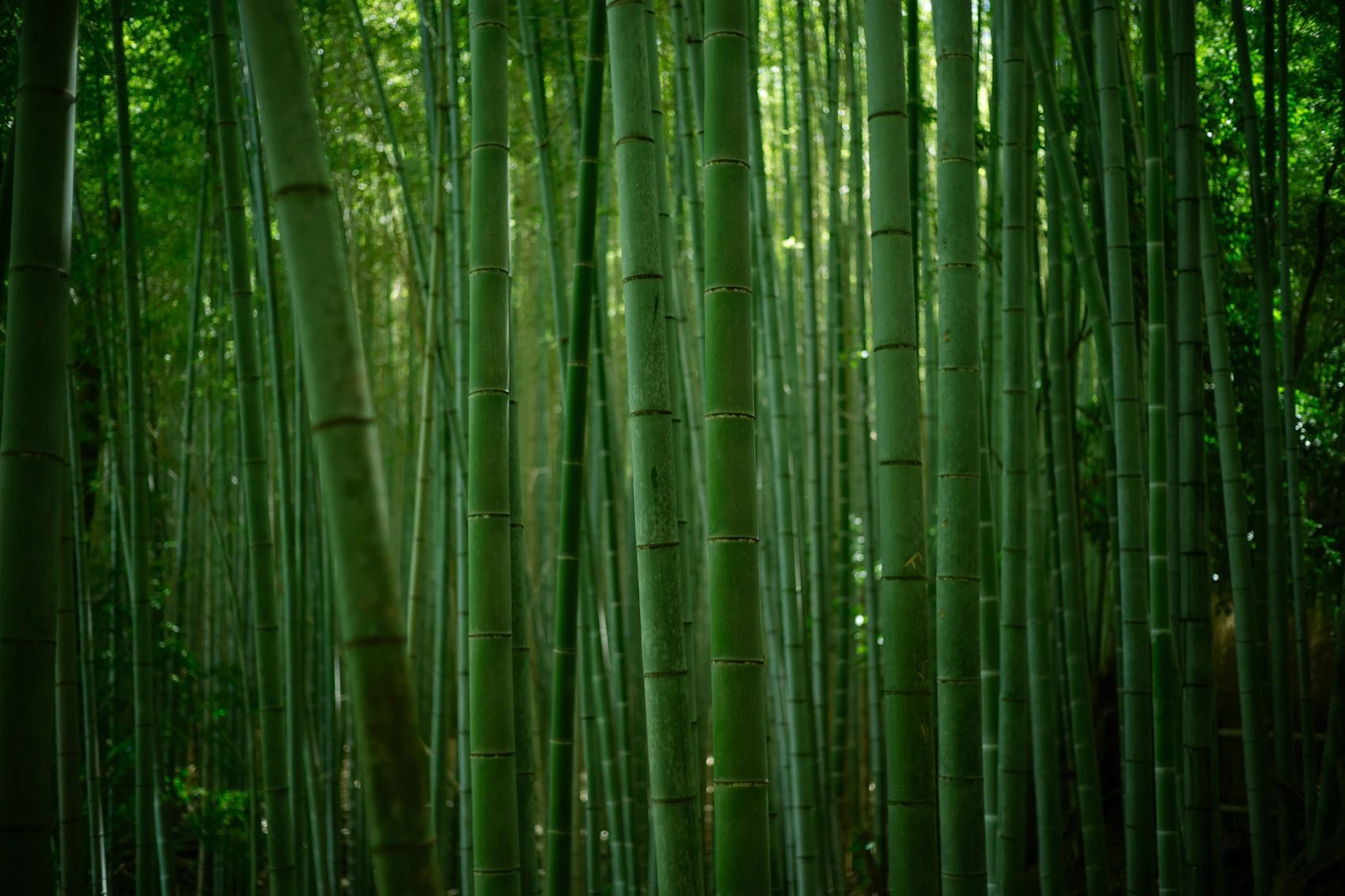 Tall green bamboo in Arashiyama Bamboo Grove, Kyoto, Japan