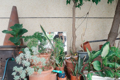 Dieffenbachia Dumb Cane Care India Toxic Warning