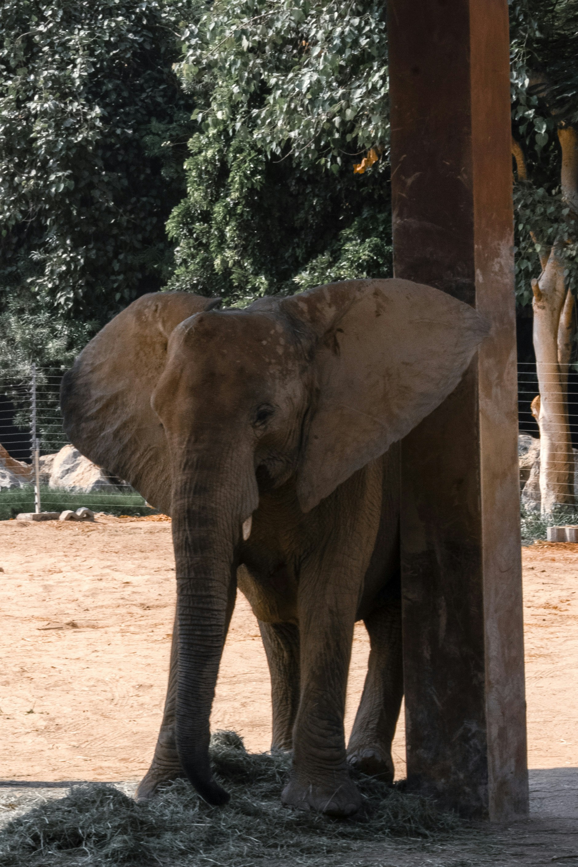 An elephant stands near a wooden post with hay.