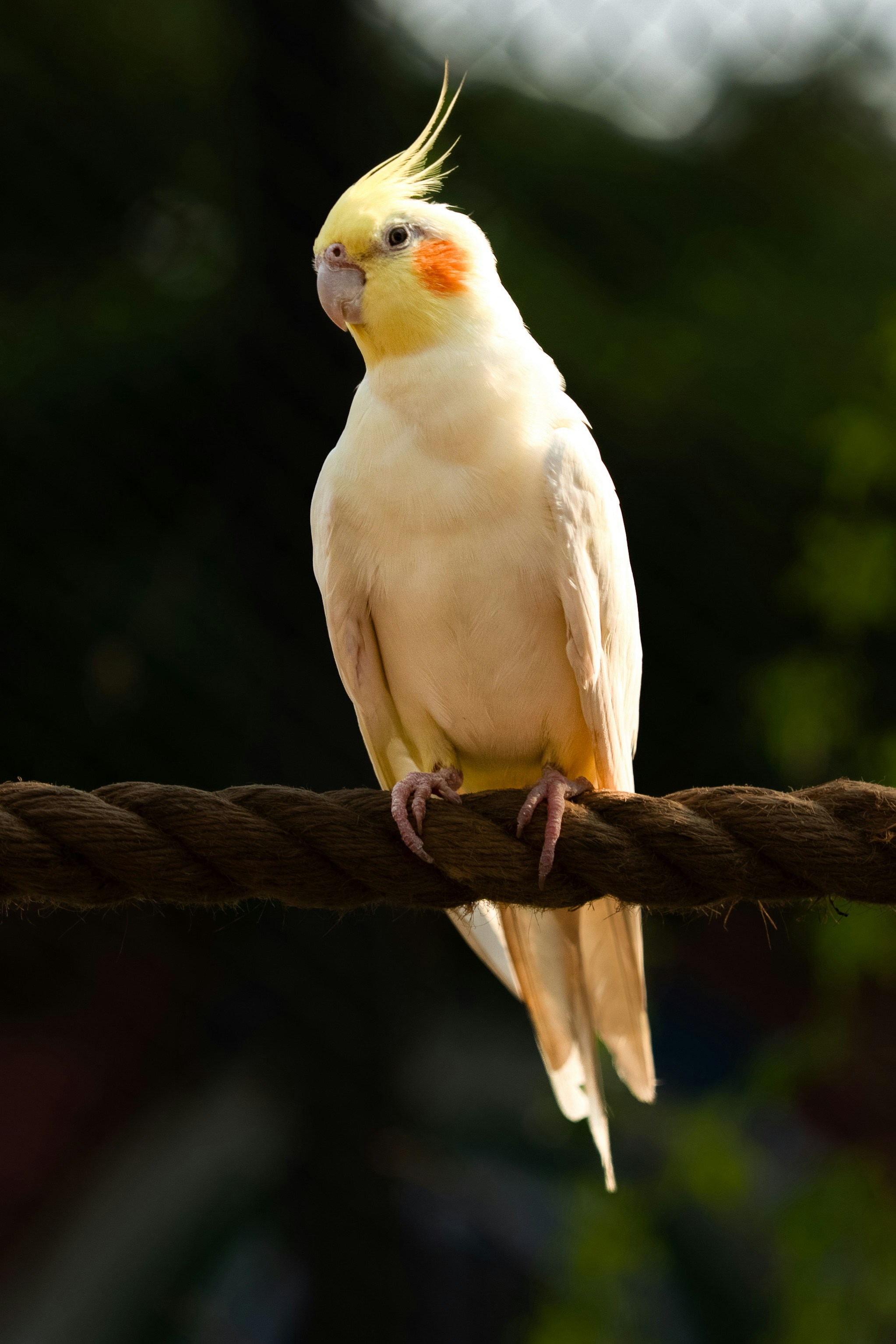 Photo by luanfonsecavisuals