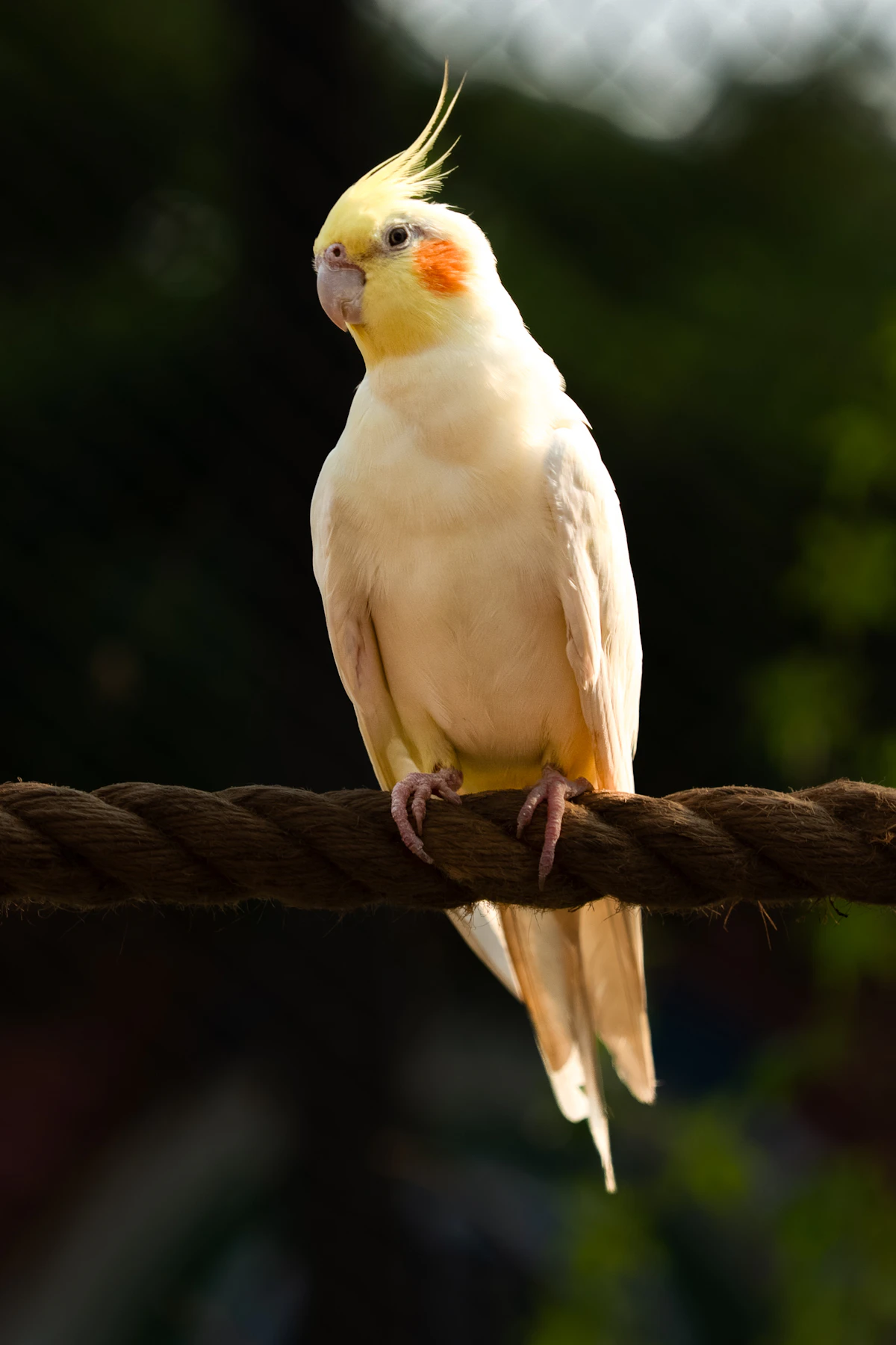 Pale lutino cockatiel perched on a rope with feathers slightly puffed and a quiet, still posture — the kind of subtle change that is easy to miss but important to notice