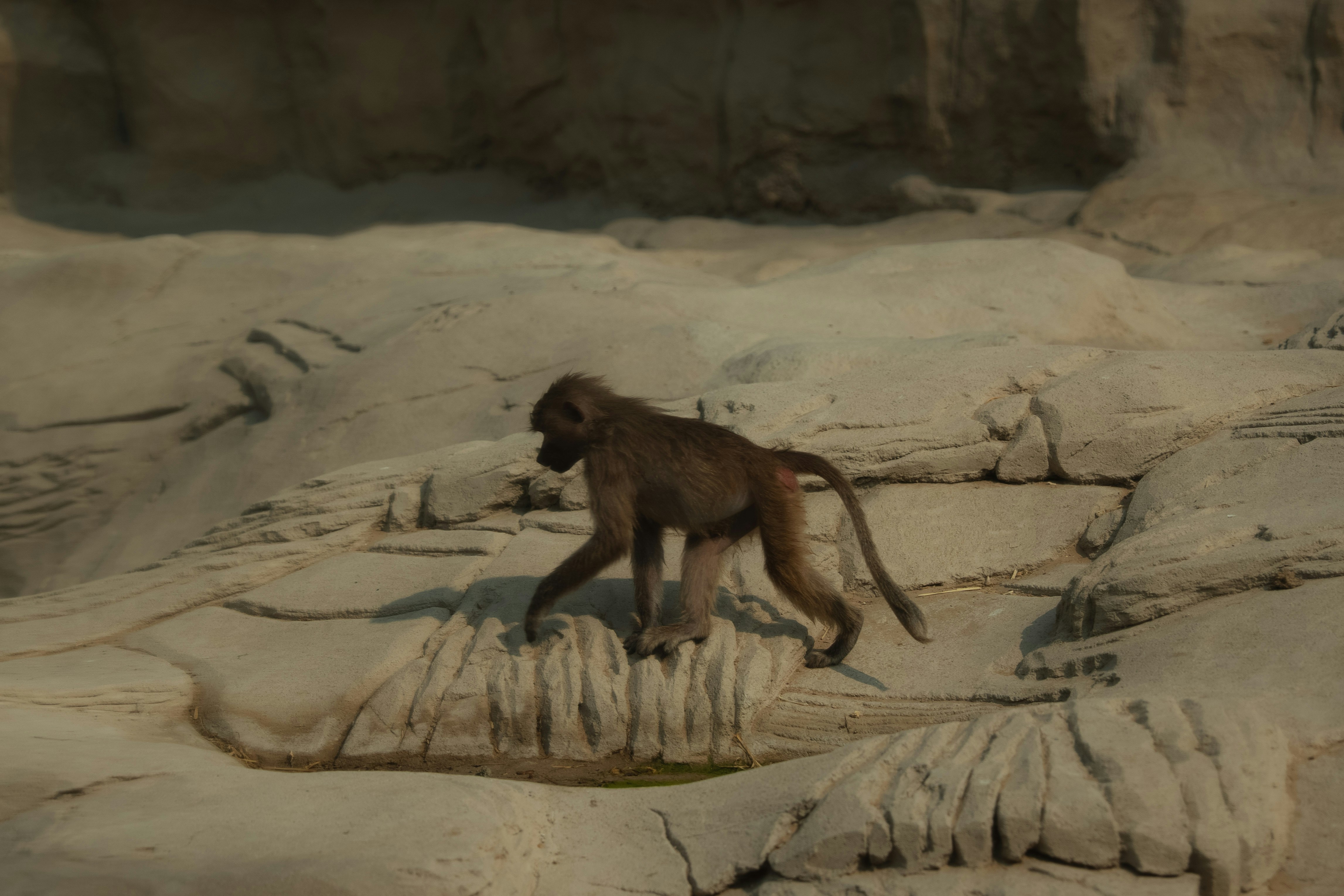 Un babuino camina por un paisaje rocoso.