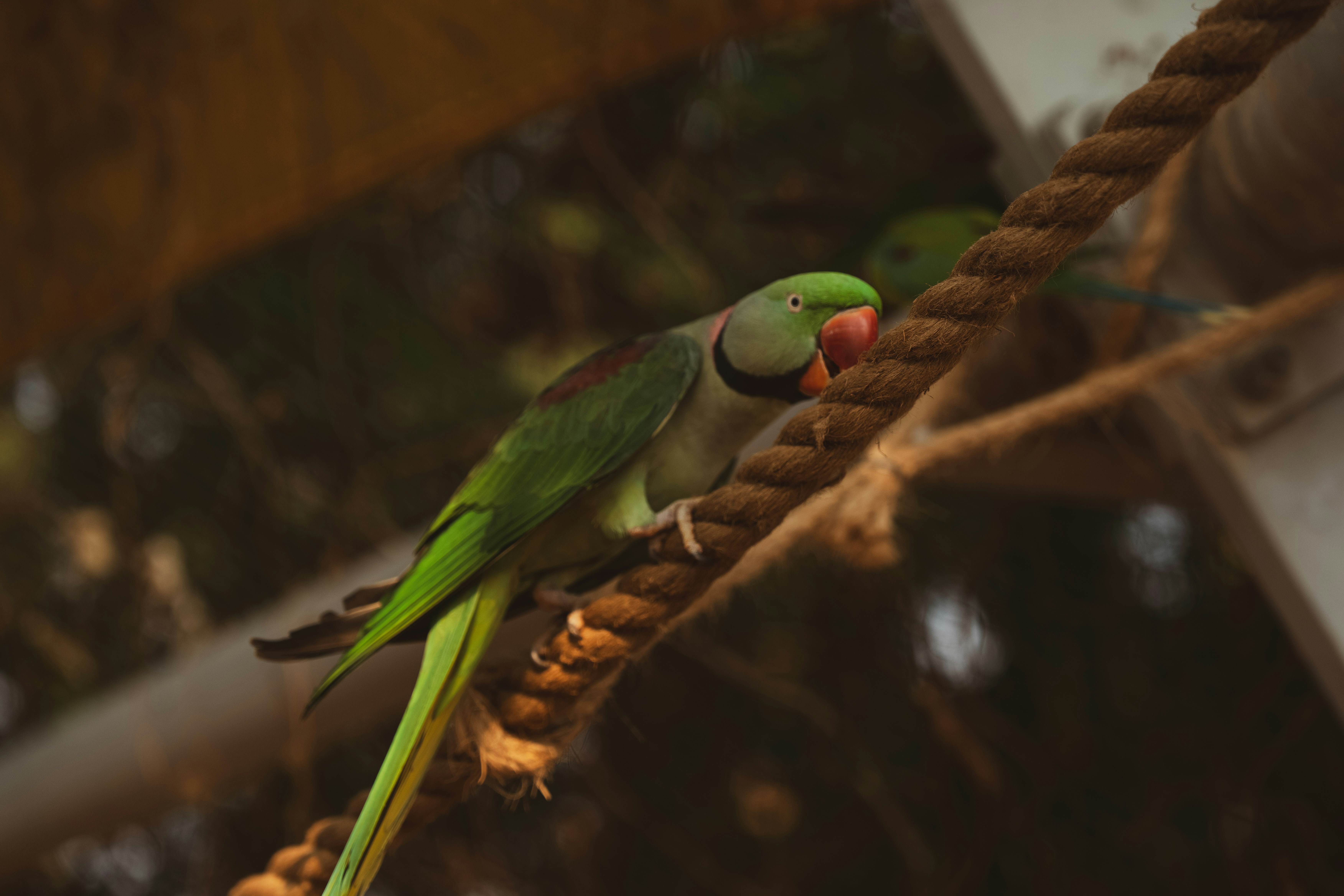 Best Rope Toys for Parrots and Complete Buying Guide