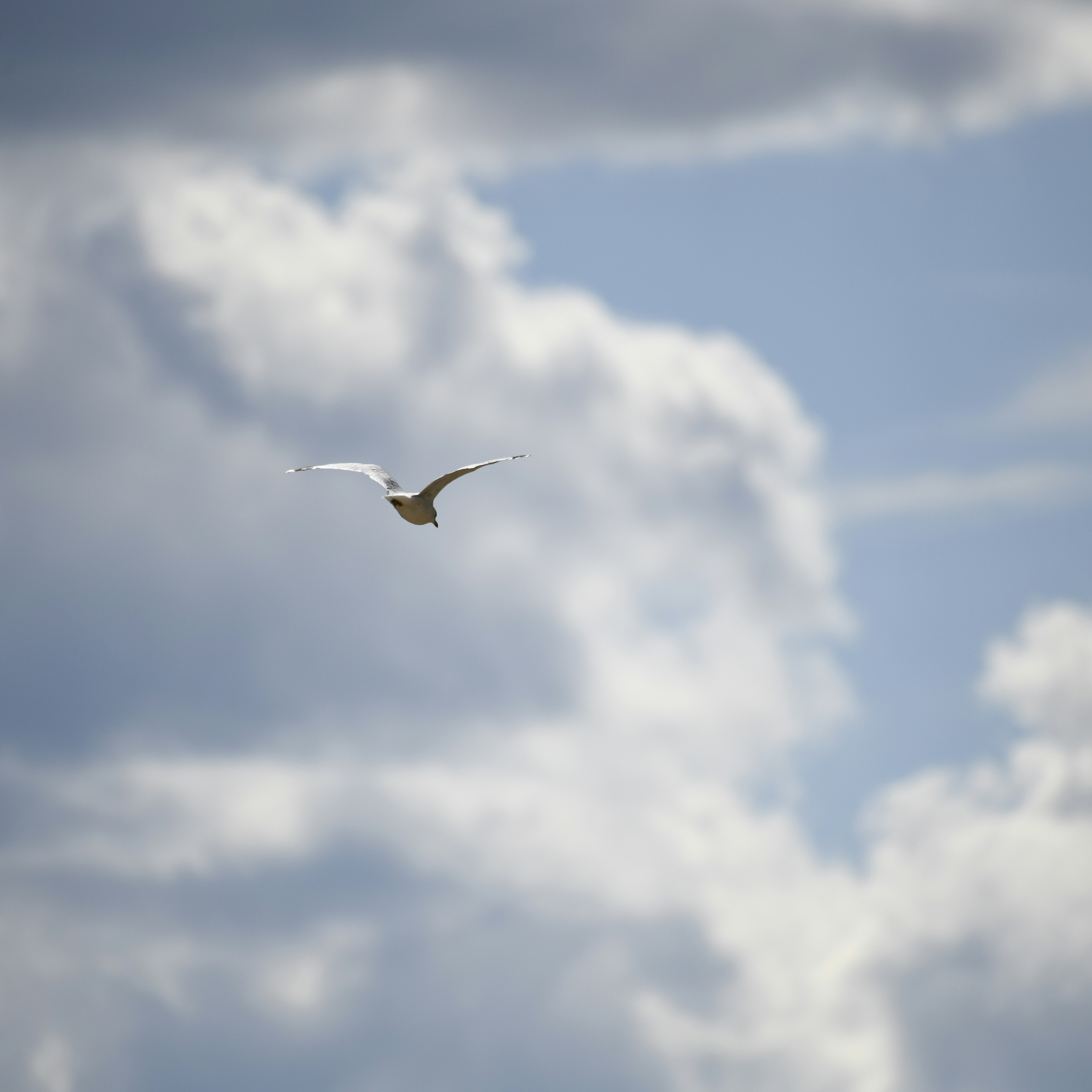 A solitary bird soars against a cloudy sky