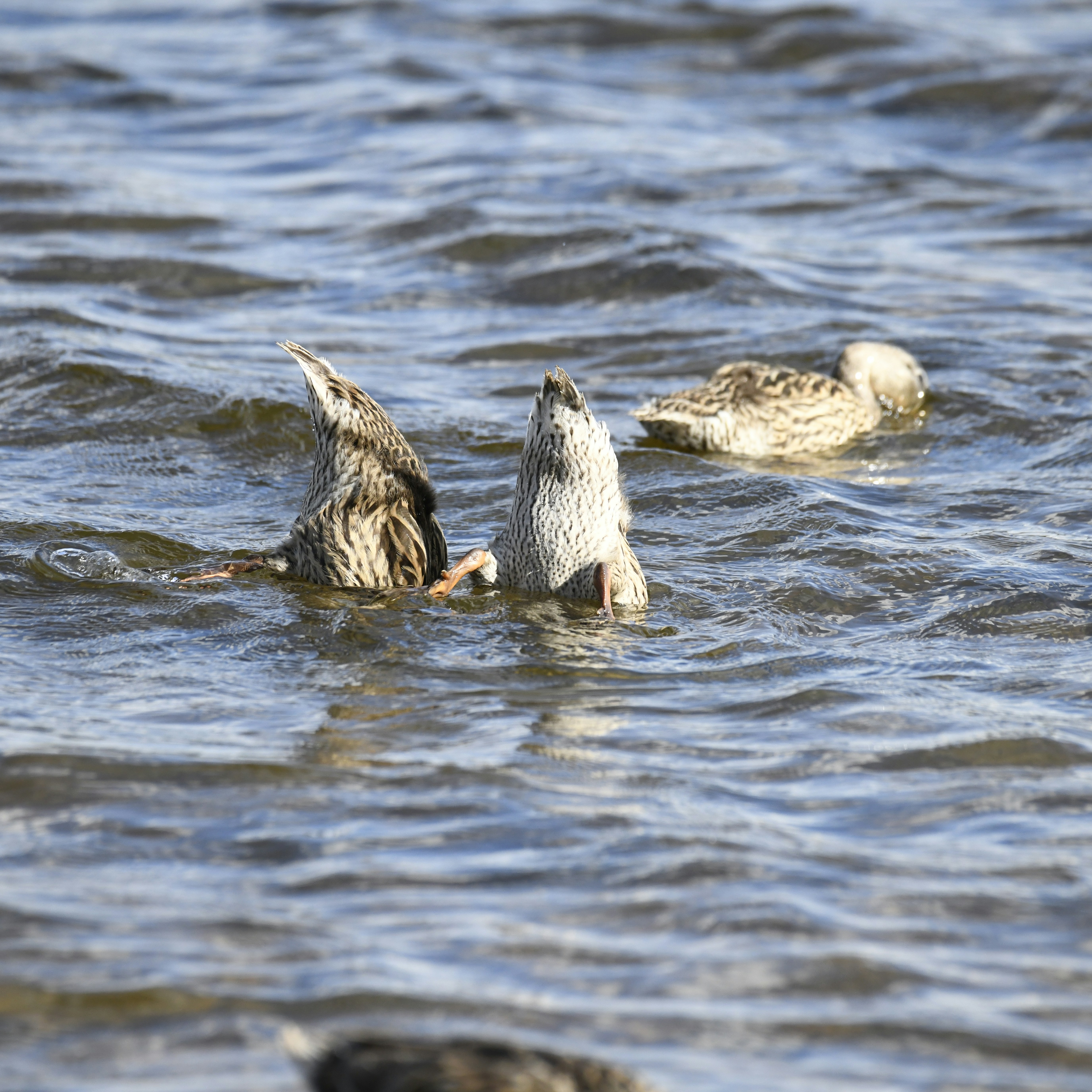 Photo by openclassactions_com