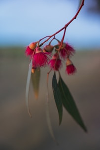 Close-up of pink eucalyptus flowers and leaves