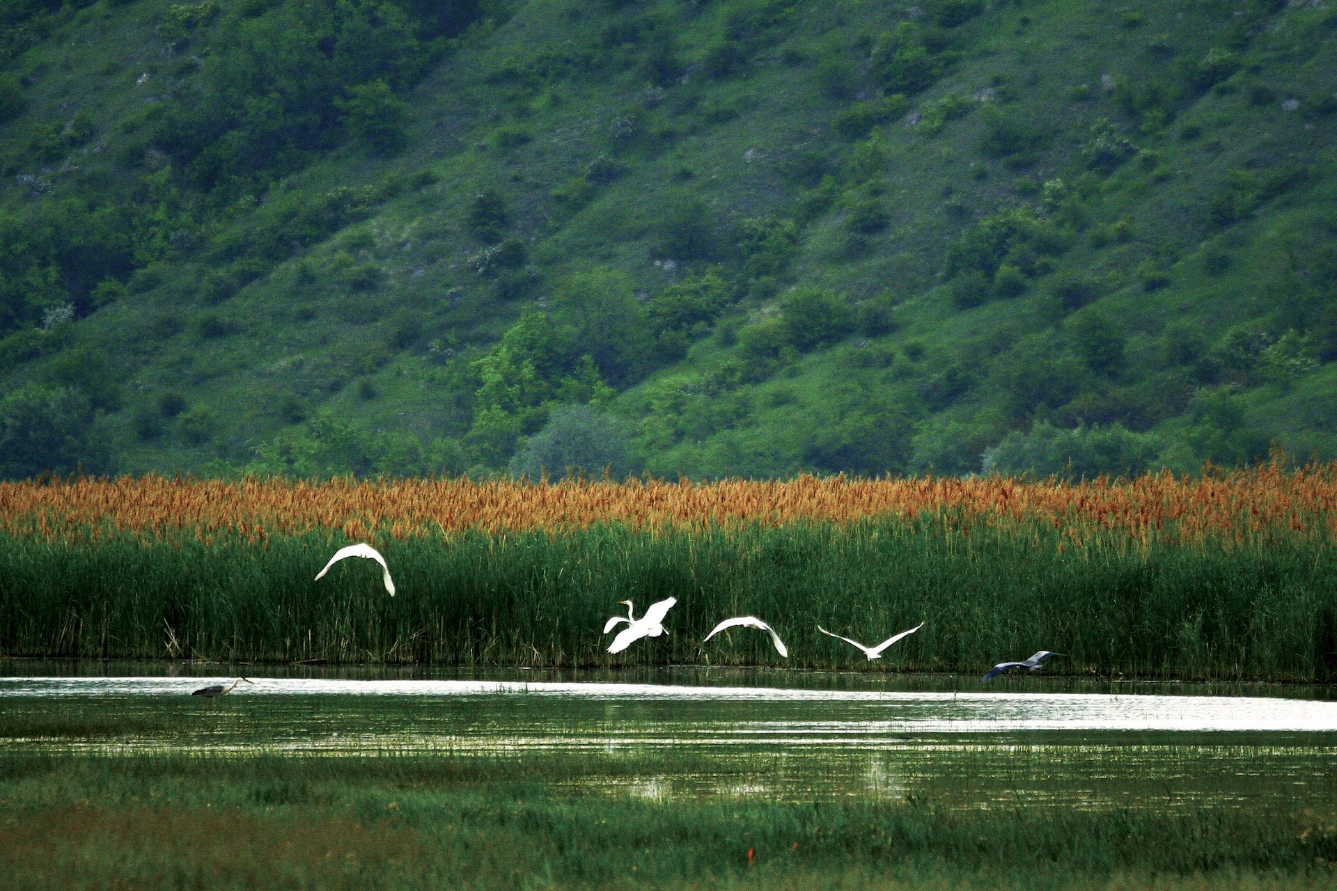 White birds flying over a marshy wetland