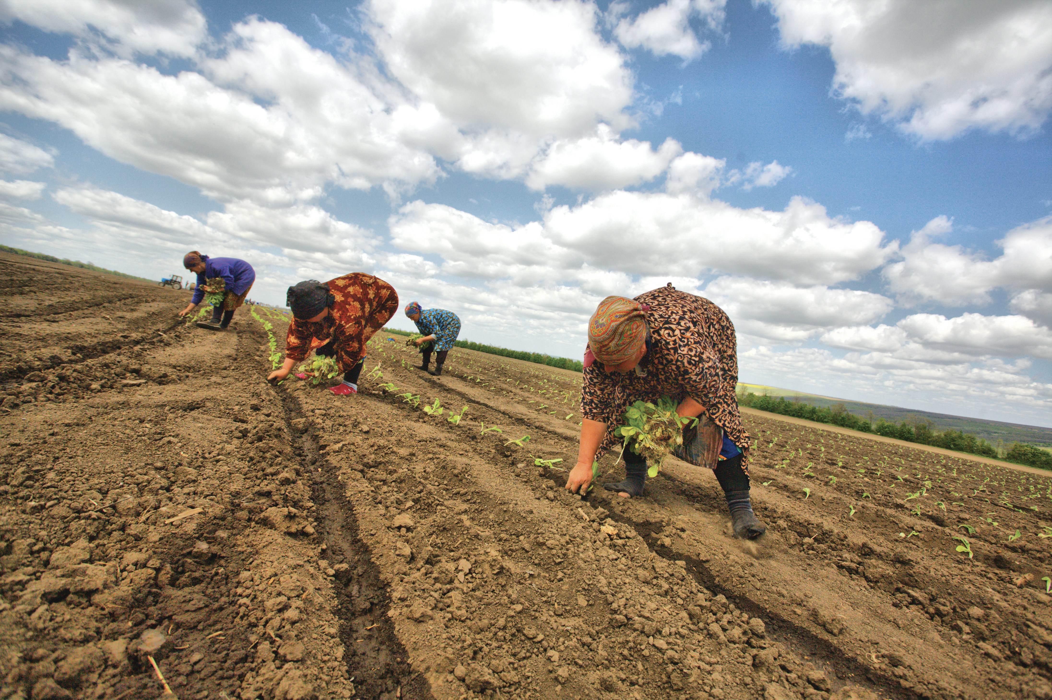 Farm workers planting crops