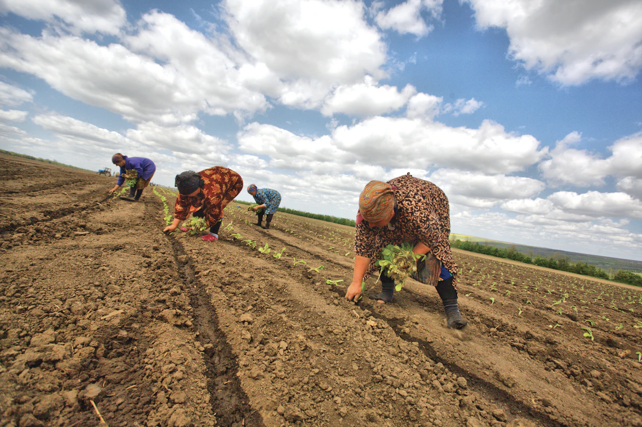 Volunteer helping with vegetable harvest on an organic farm