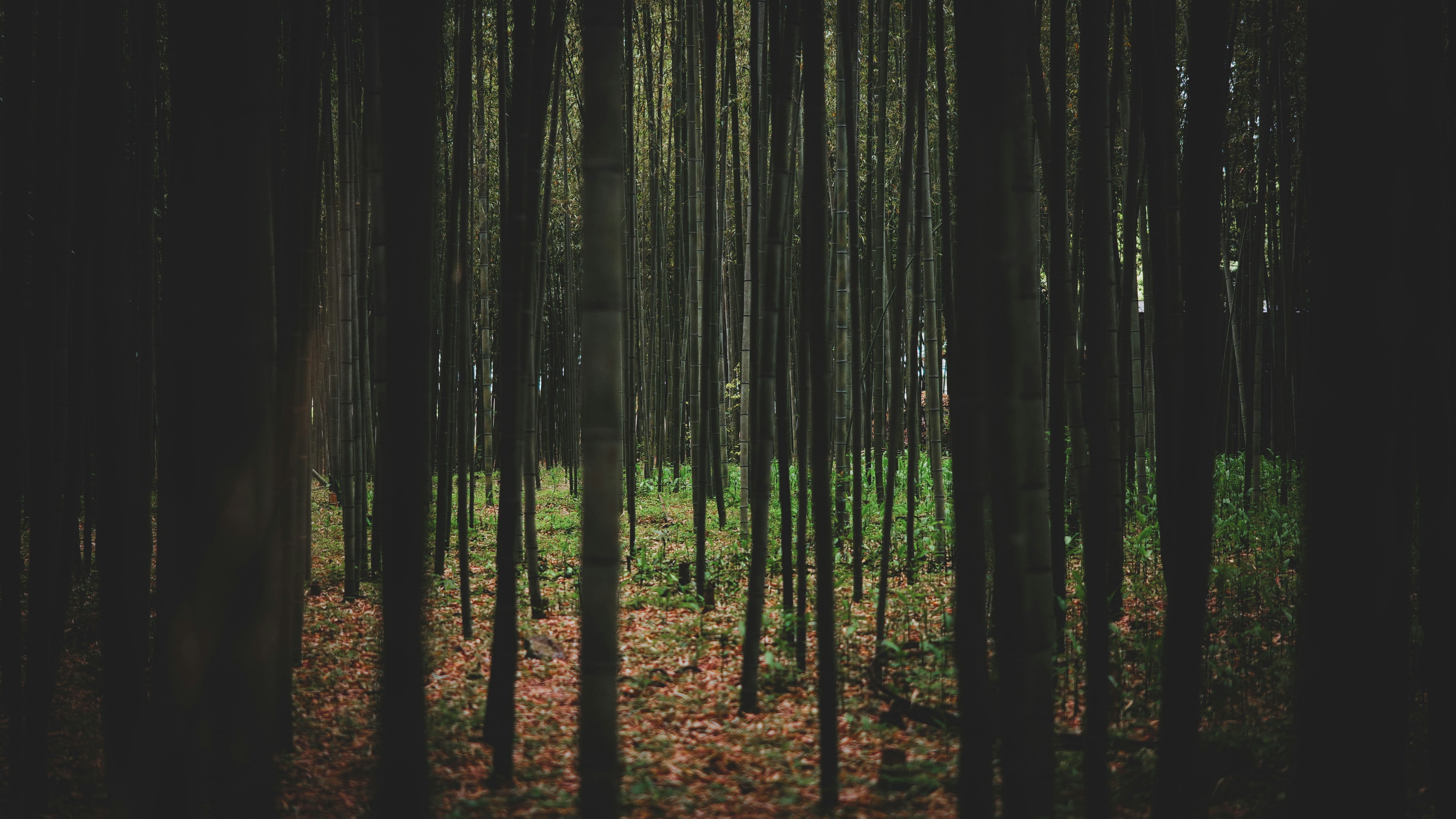 Photo by nunoviegasalves