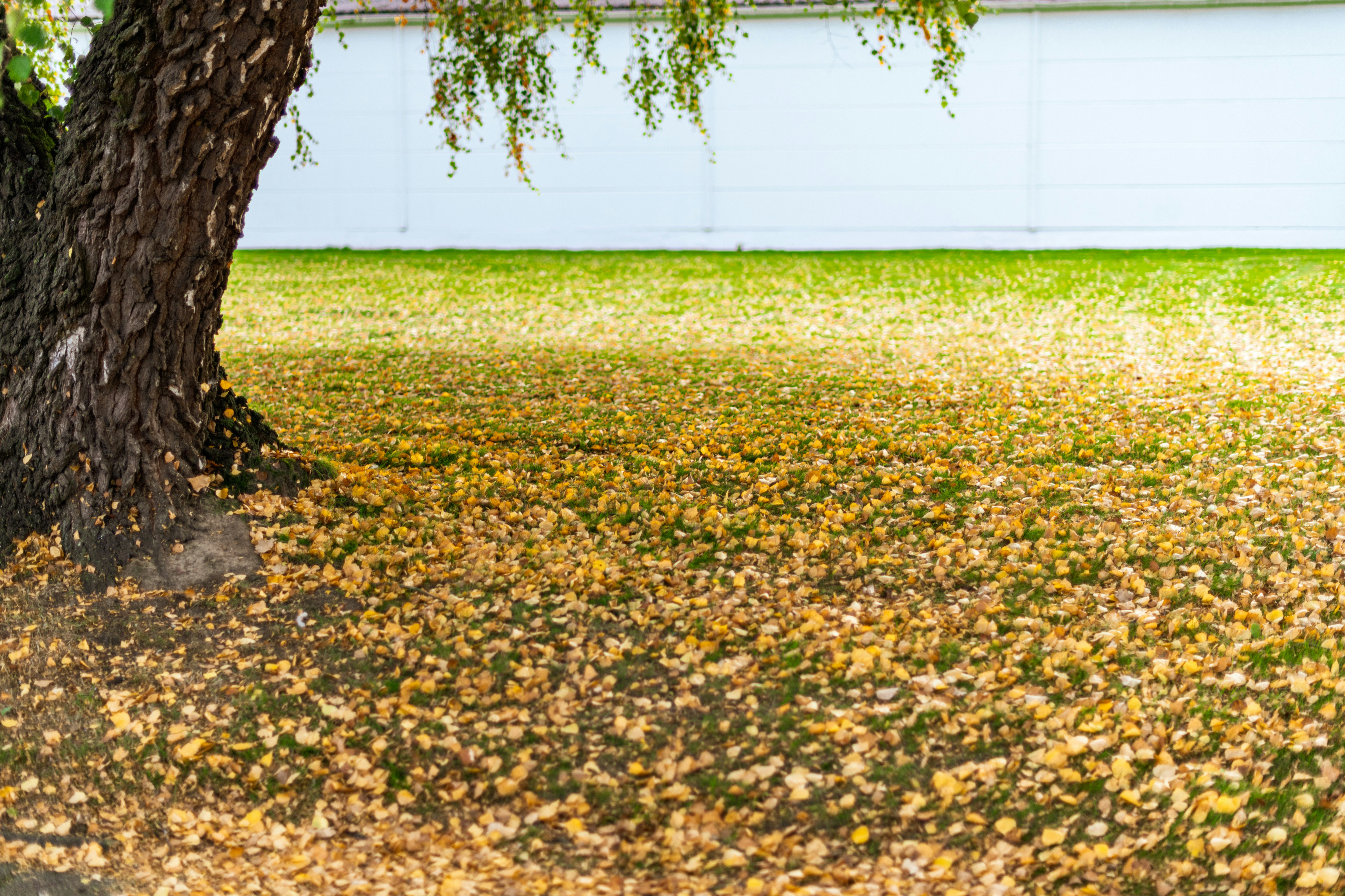 yellow root wallpaper, wallpaper, 5 Manfaat Akar Kuning dan Cara Aman Mengonsumsinya 6