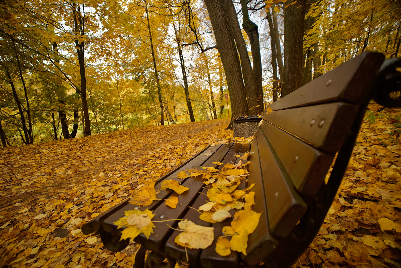 Wooden bench covered in fallen autumn leaves in golden light