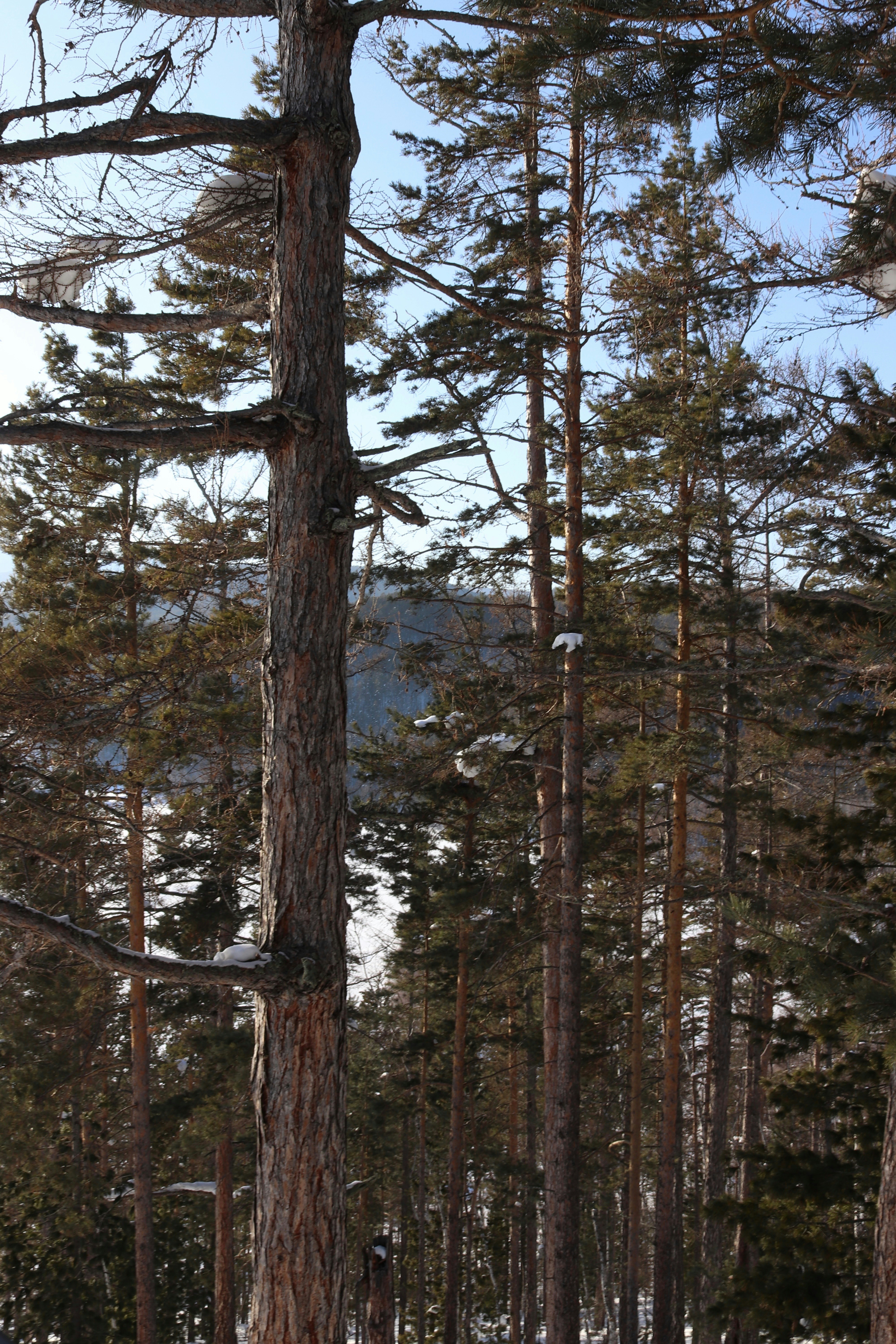 Tall pine trees in a snowy forest landscape