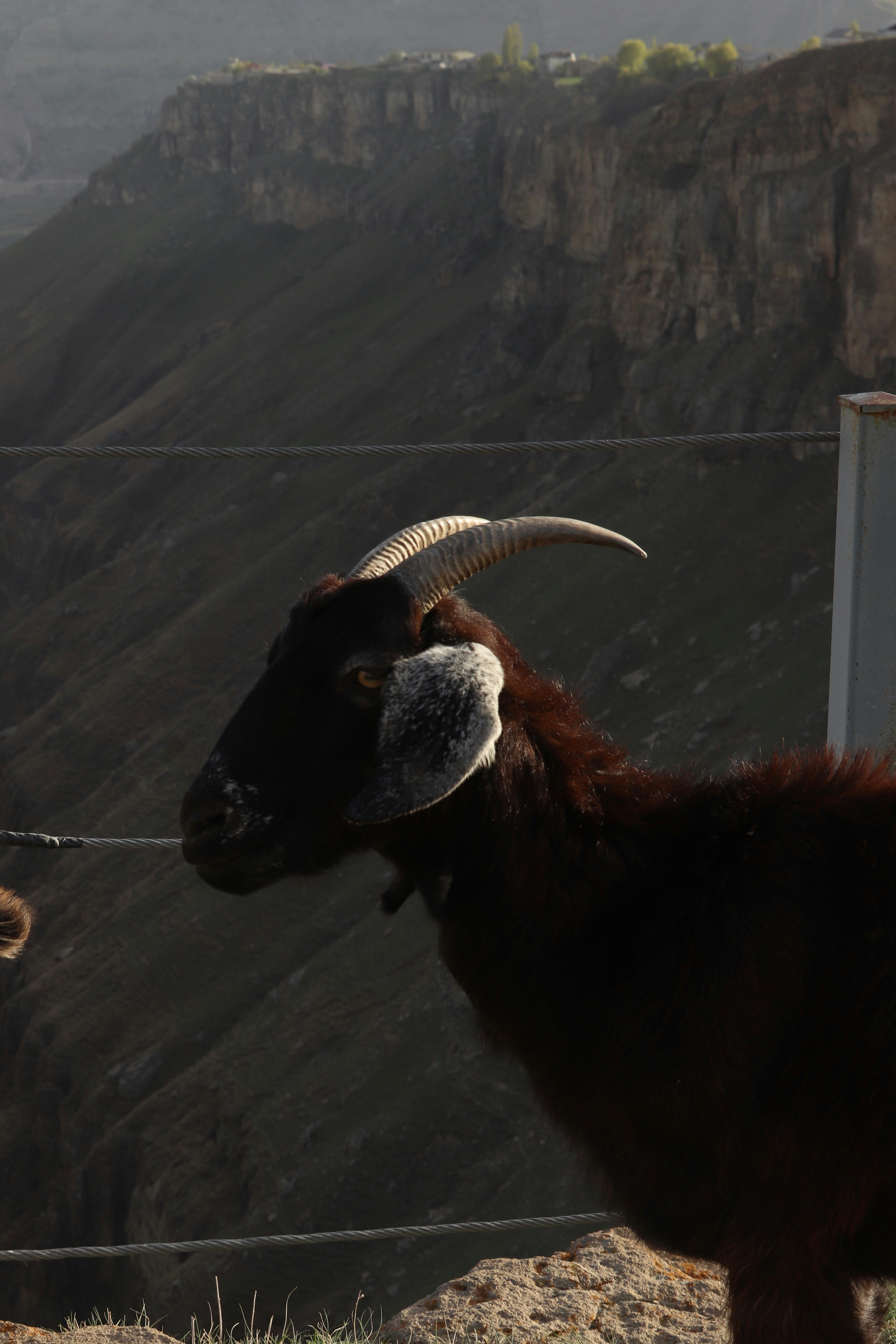 A dark brown goat with horns stands on a cliff.