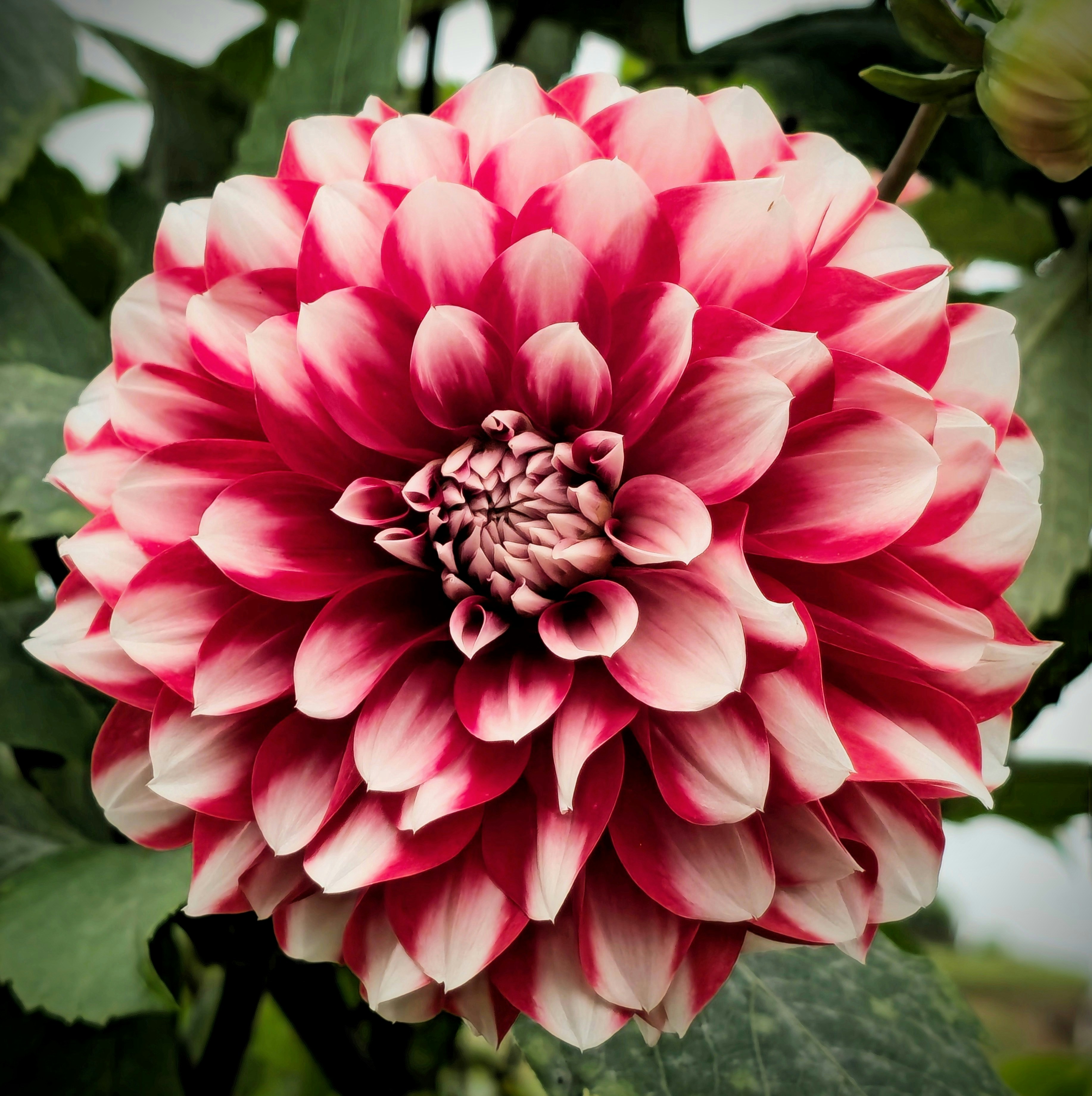 Photo by humminglens