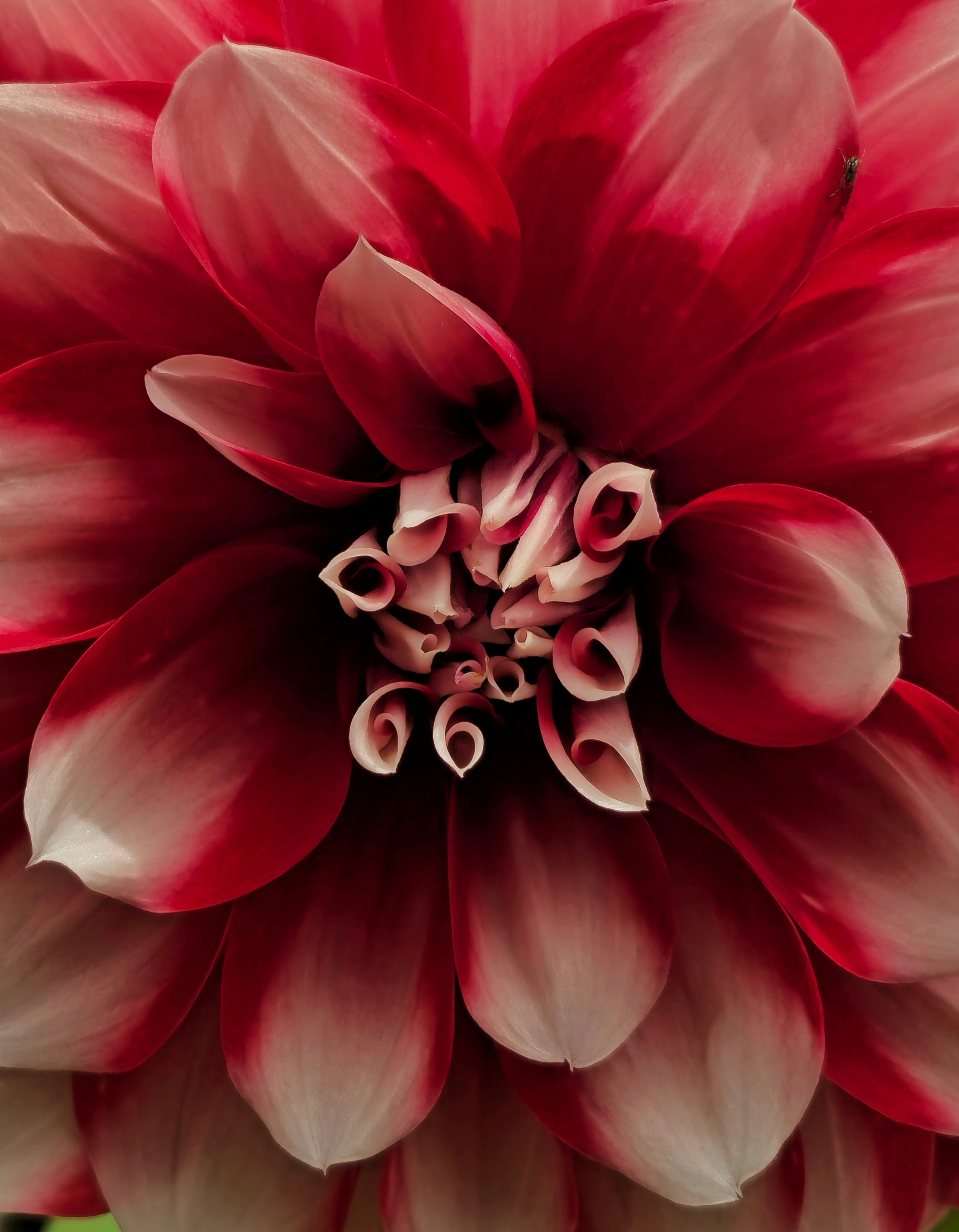 Photo by humminglens