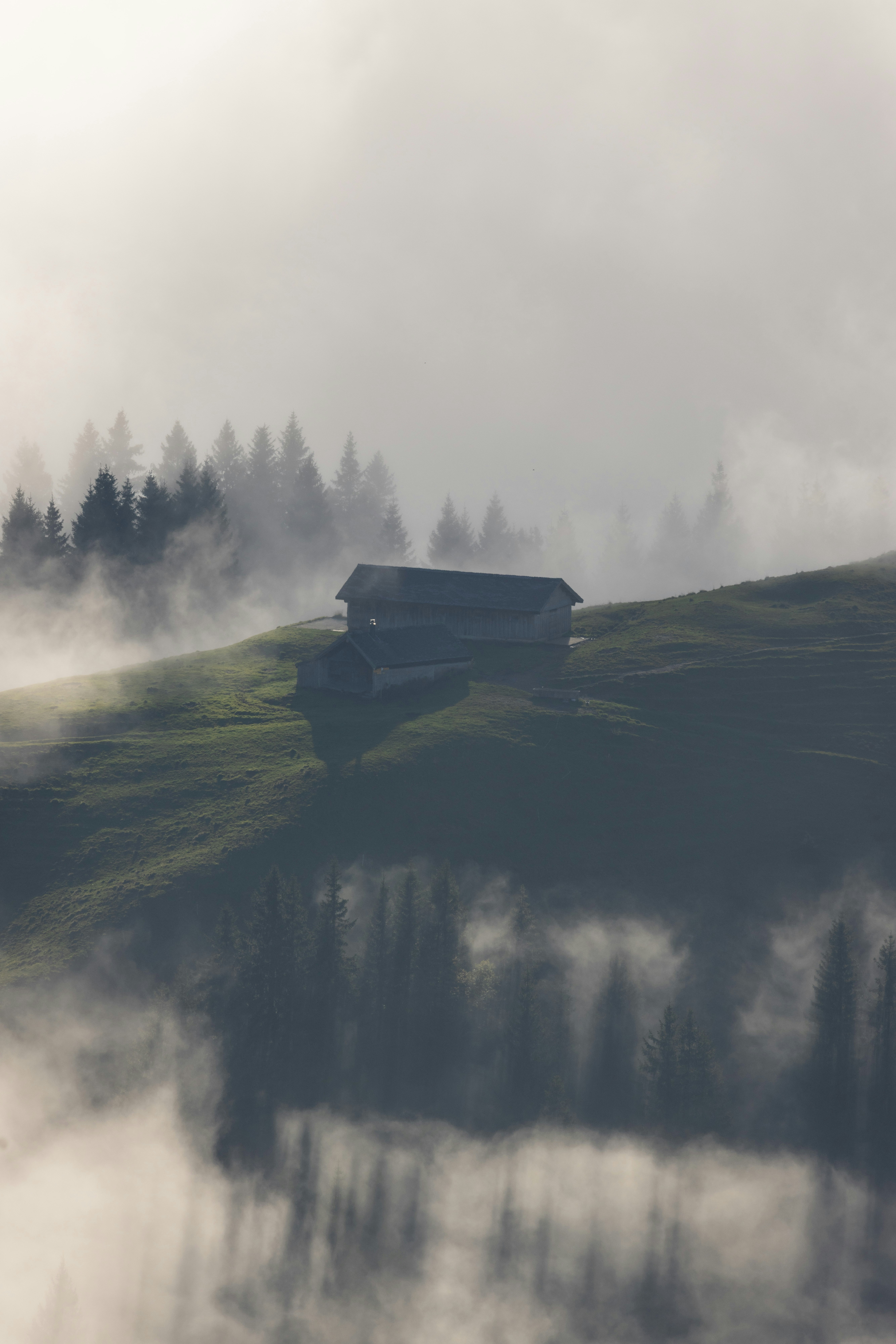 Cabane en bois sur une colline verdoyante et brumeuse avec des pins