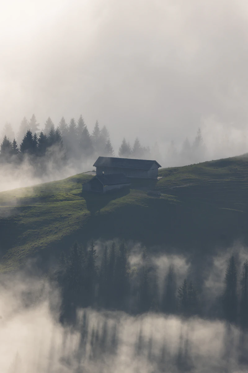 Wooden cabin on a misty green hillside surrounded by pine trees