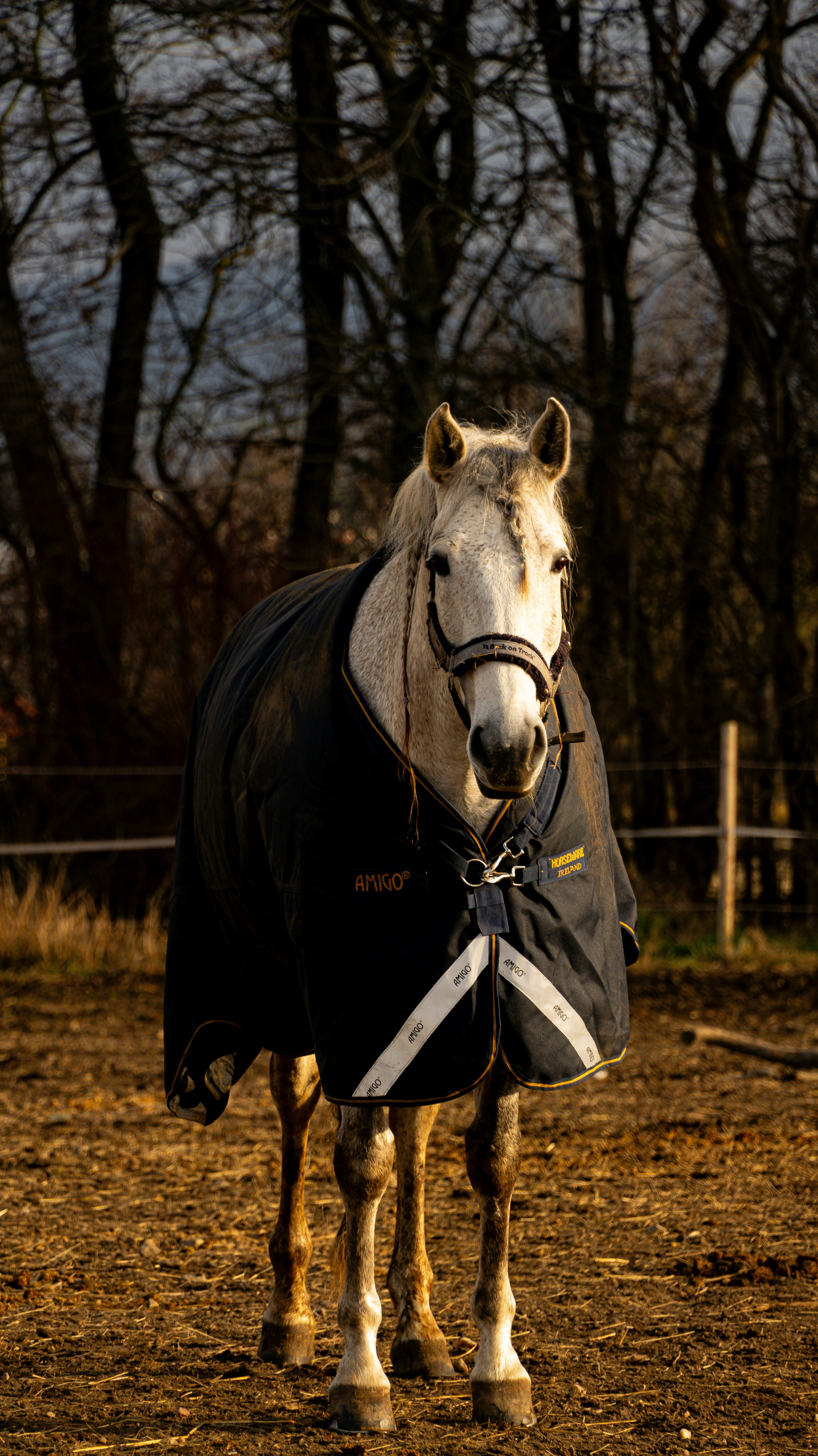 A white horse wearing a dark blue blanket stands outside.