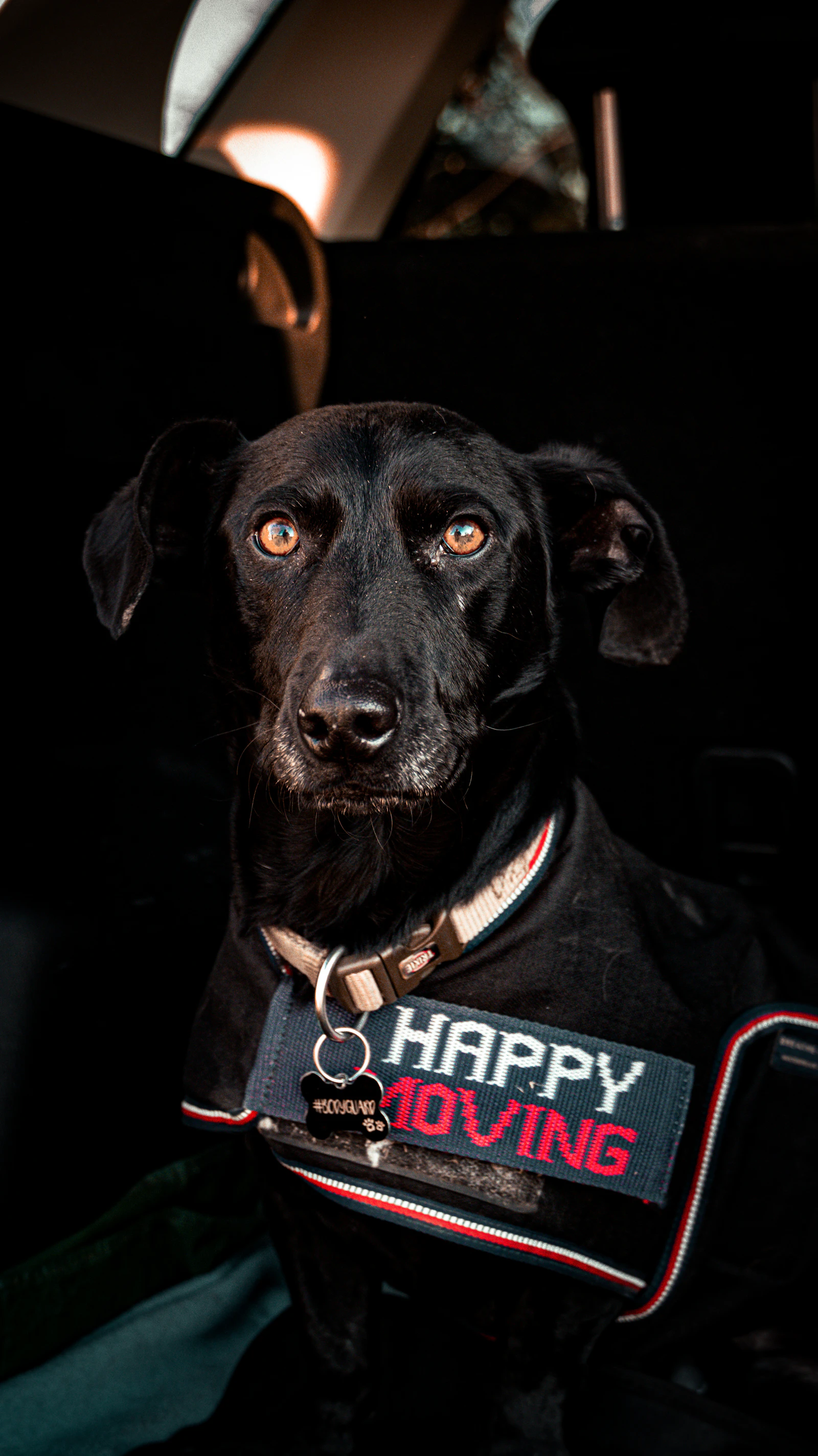 A black dog in a working harness settled quietly and staying under control inside a vehicle, steady and attentive