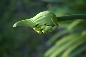 Green flower bud on a stem in soft light