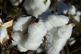 Close-up of dew drops on fluffy white cotton bolls.