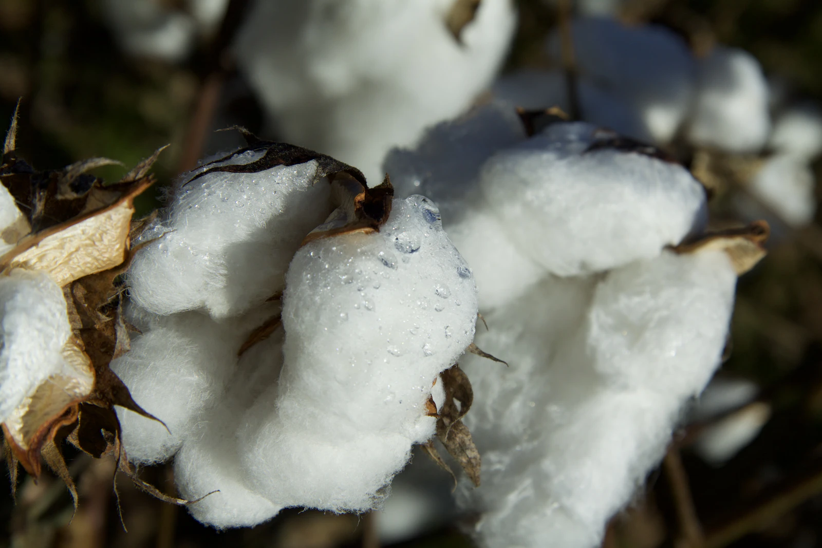 Hands cradling raw white organic cotton bolls during a quality inspection at a sourcing meeting