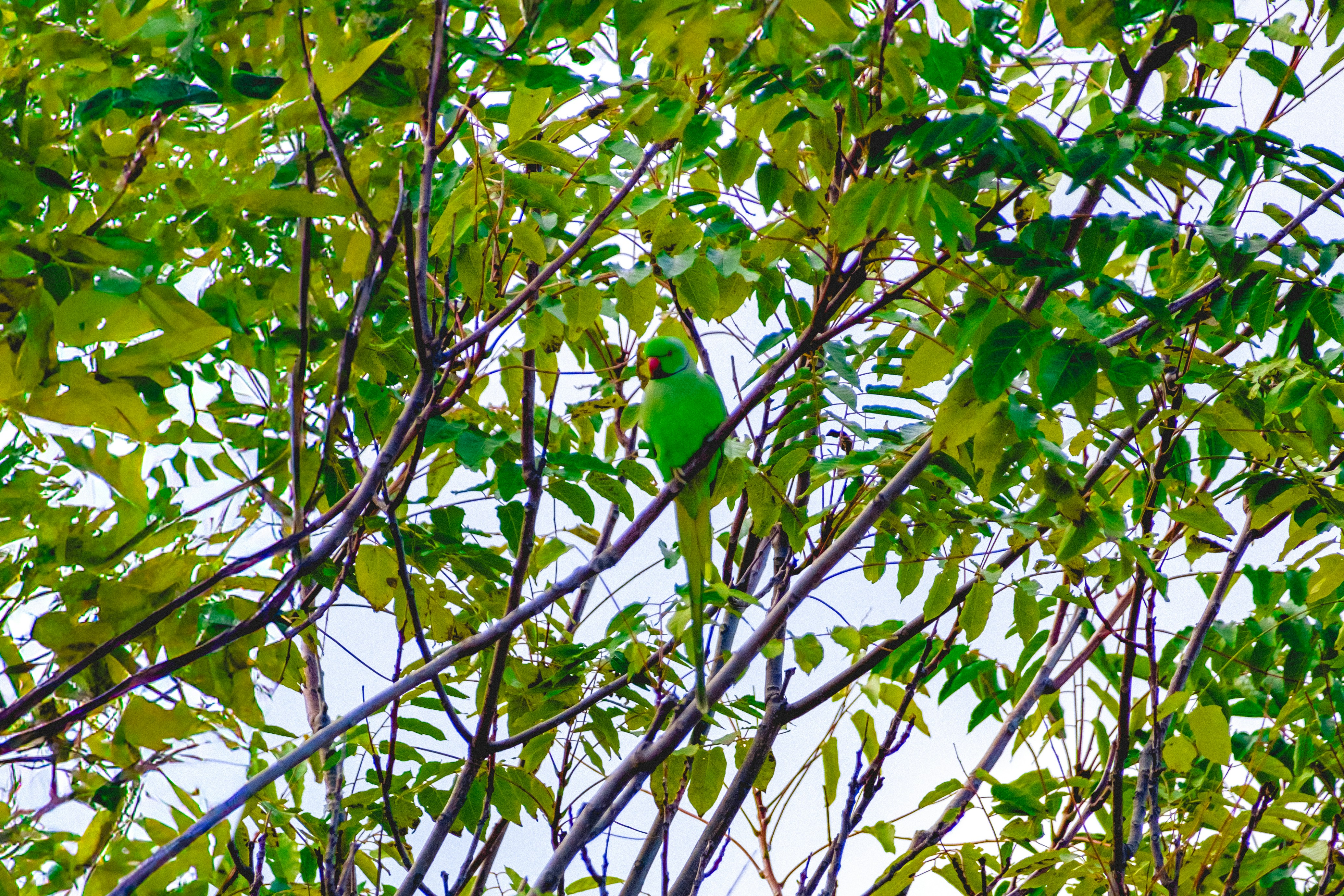 A green parrot perched on a tree branch.
