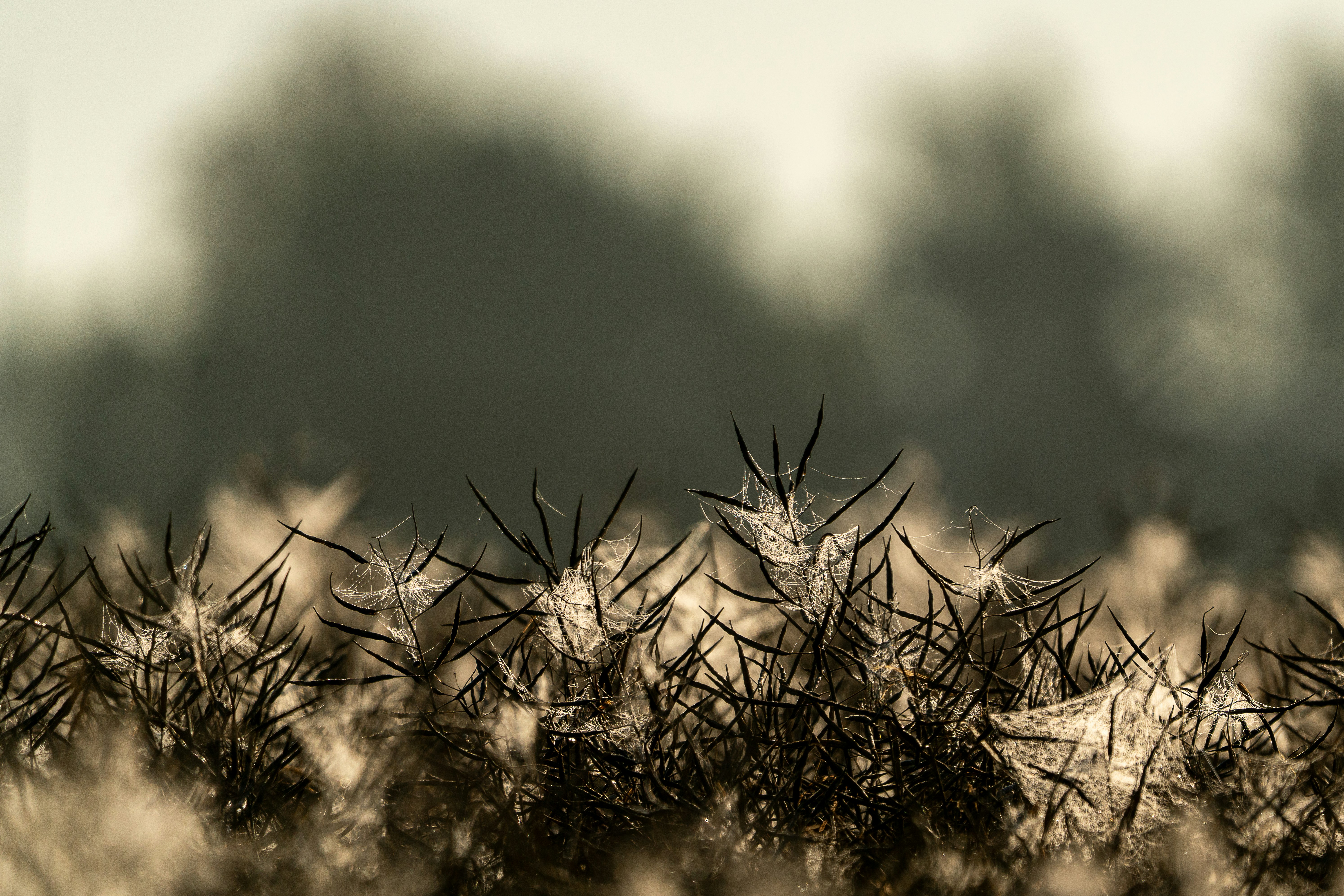 Photo by andruslukas