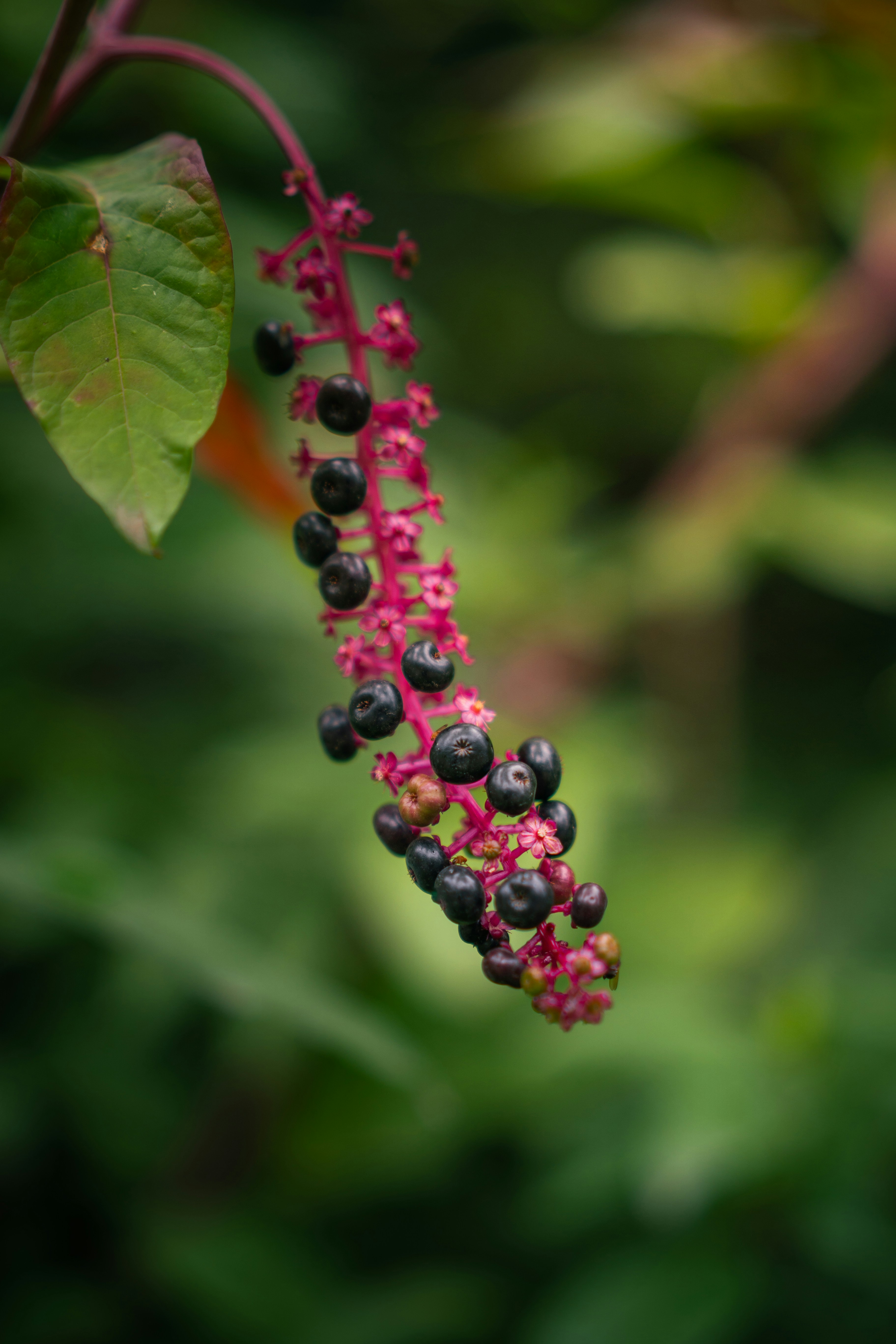 A cluster of dark berries on a pink stem