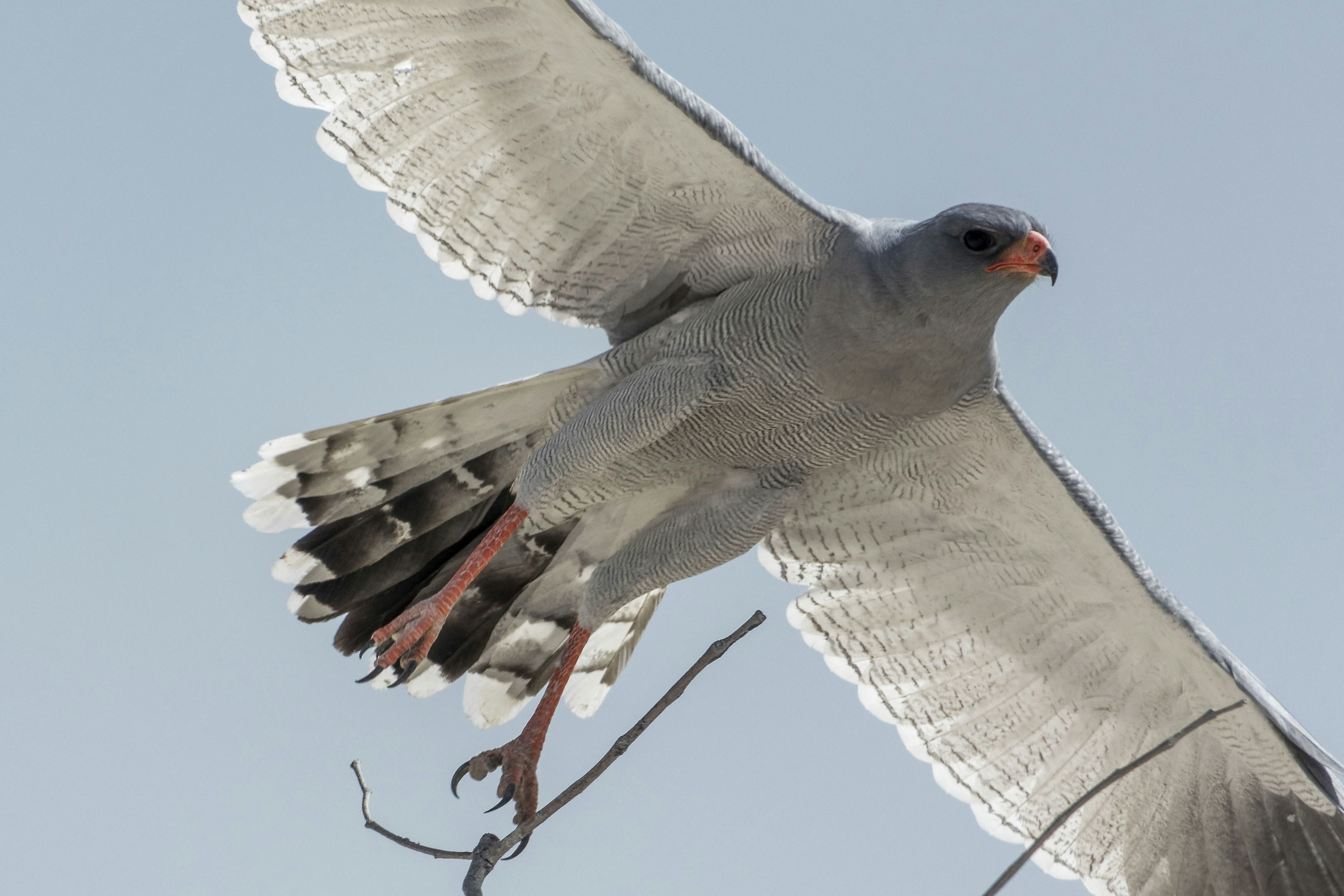 A pale grey hawk with orange beak flies