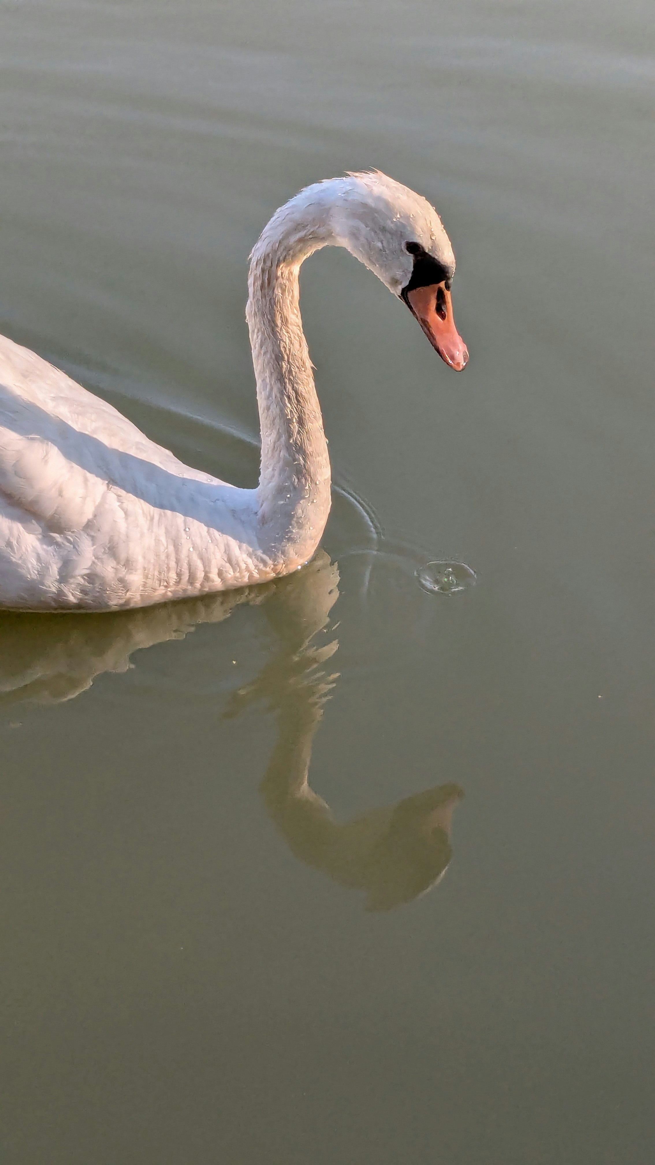 Un cygne blanc nage sur une eau calme avec réflexion.