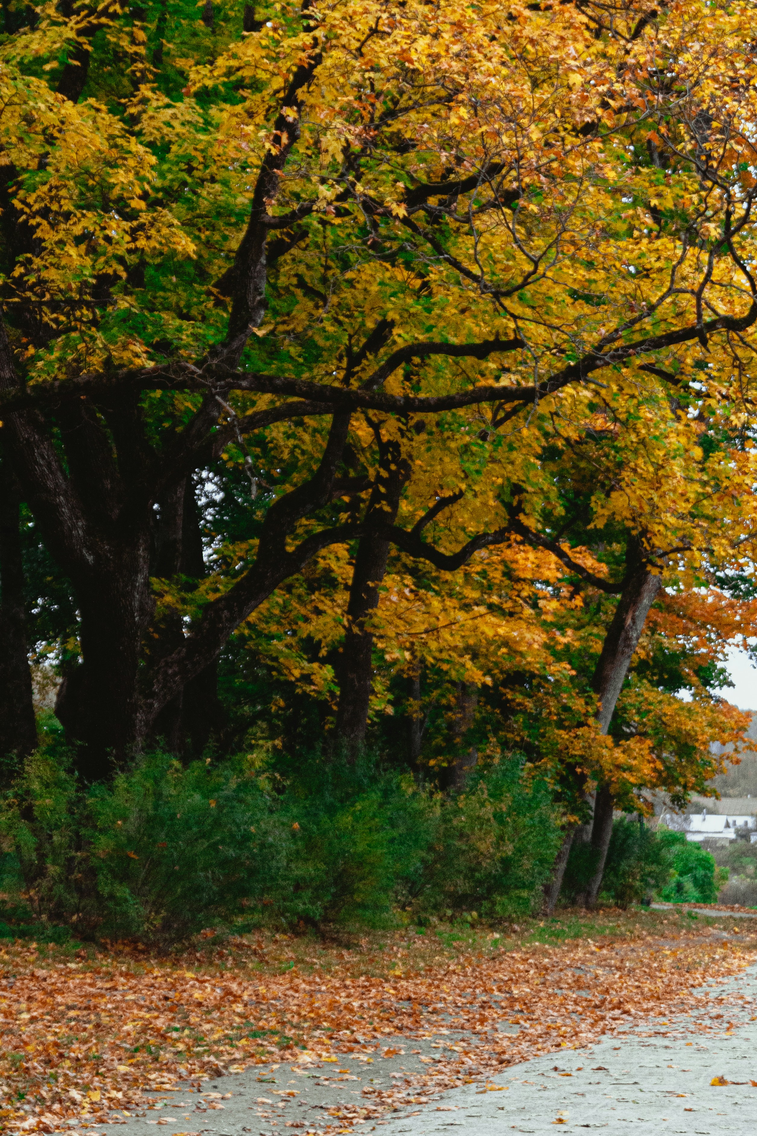 Photo by kulikovnik2